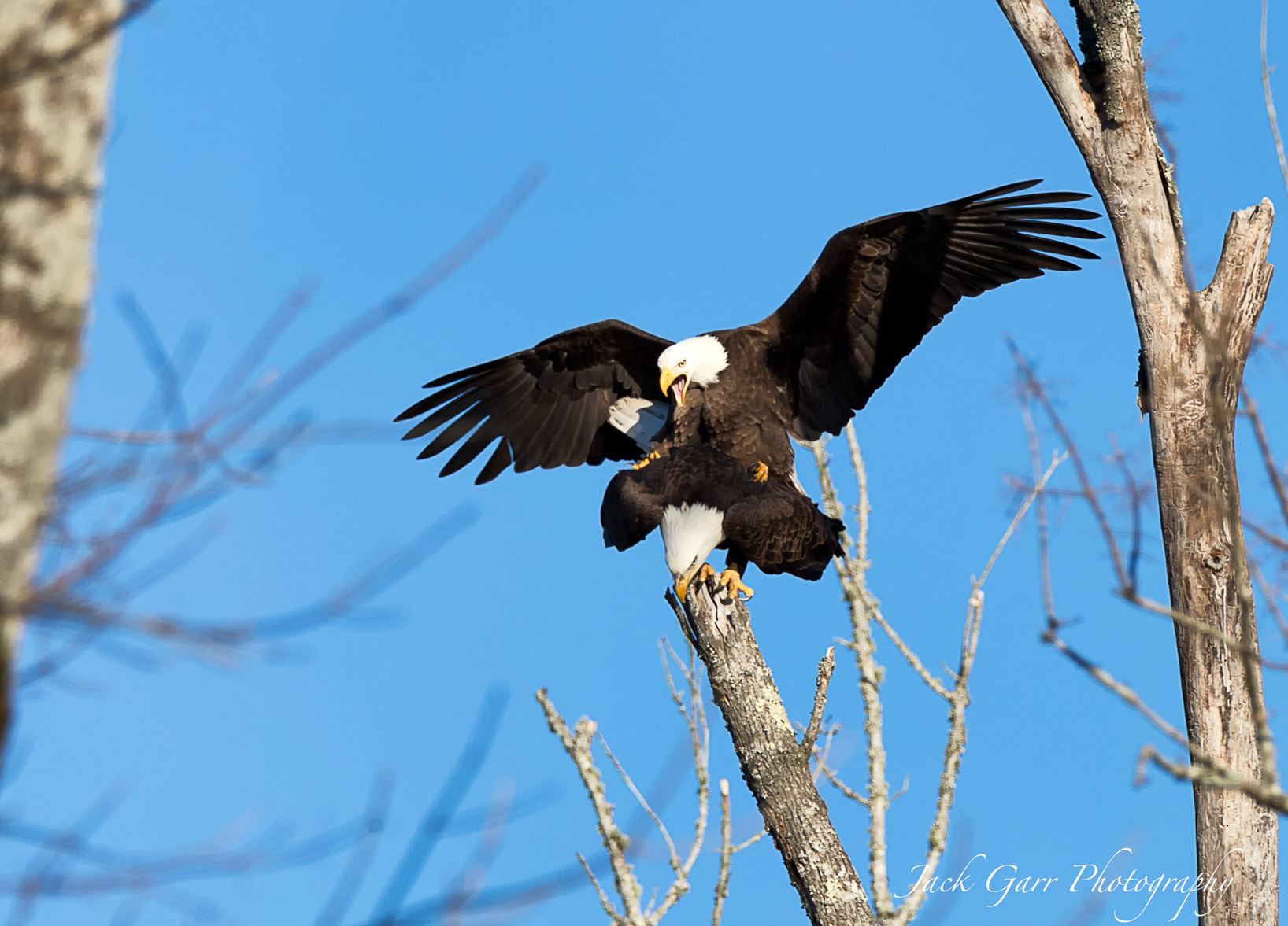 150-600mm F5-6.3 DG OS HSM | Sports 014 sample photo. Bald eagles mating photography