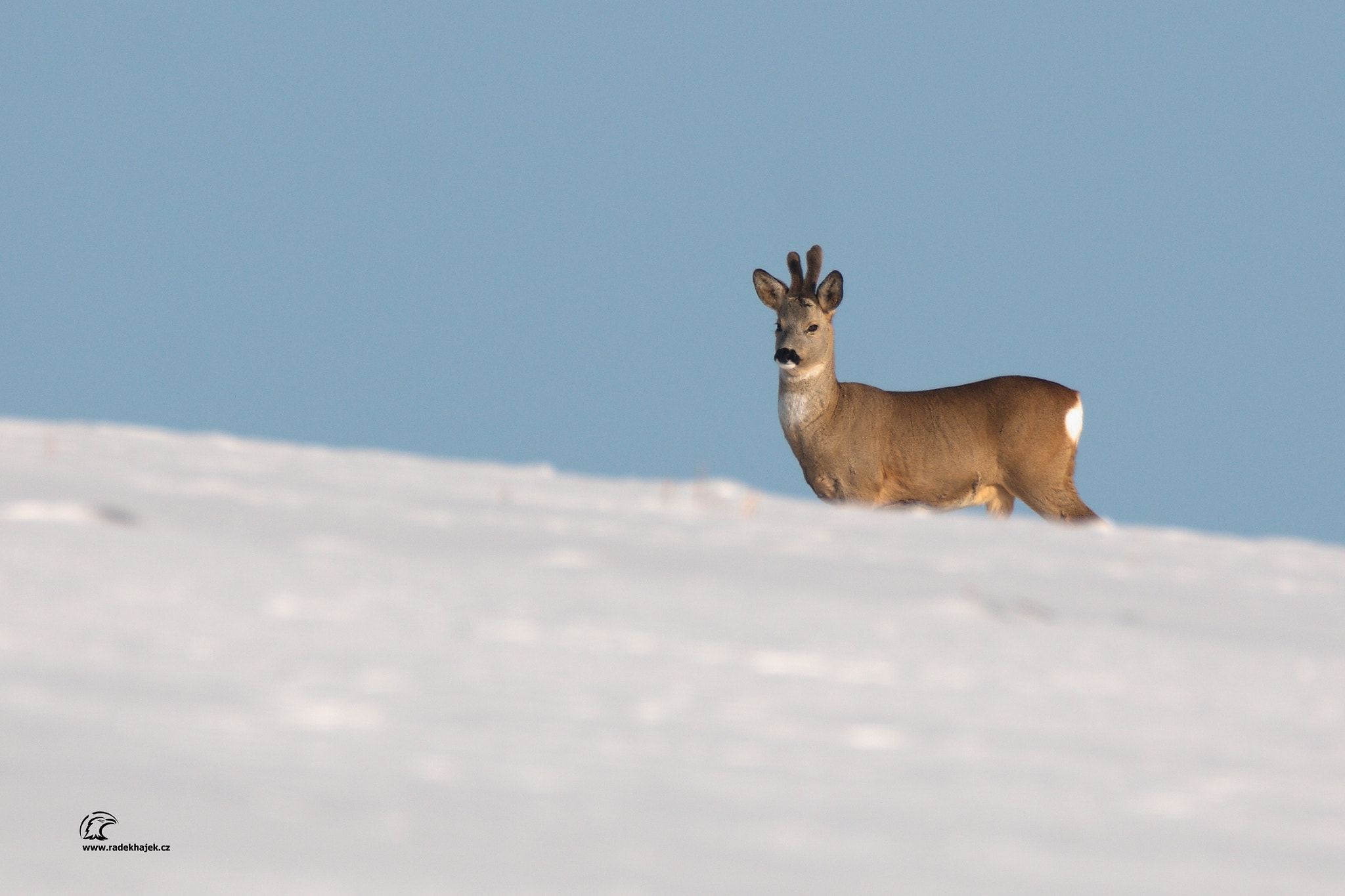 150-600mm F5-6.3 DG OS HSM | Contemporary 015 sample photo. Deer photography