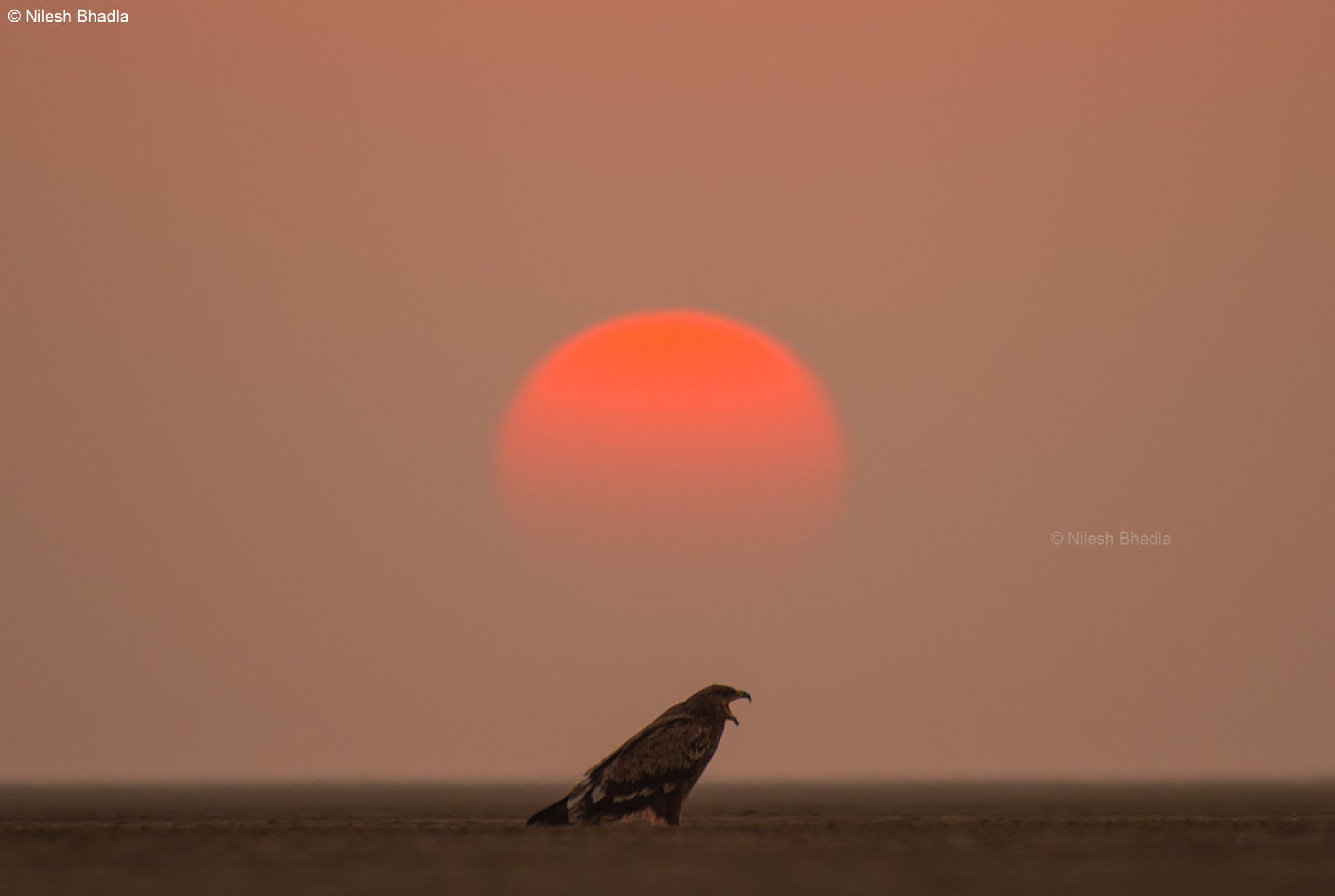 Nikon D4S sample photo. Lazy sunset & steppe eagle photography