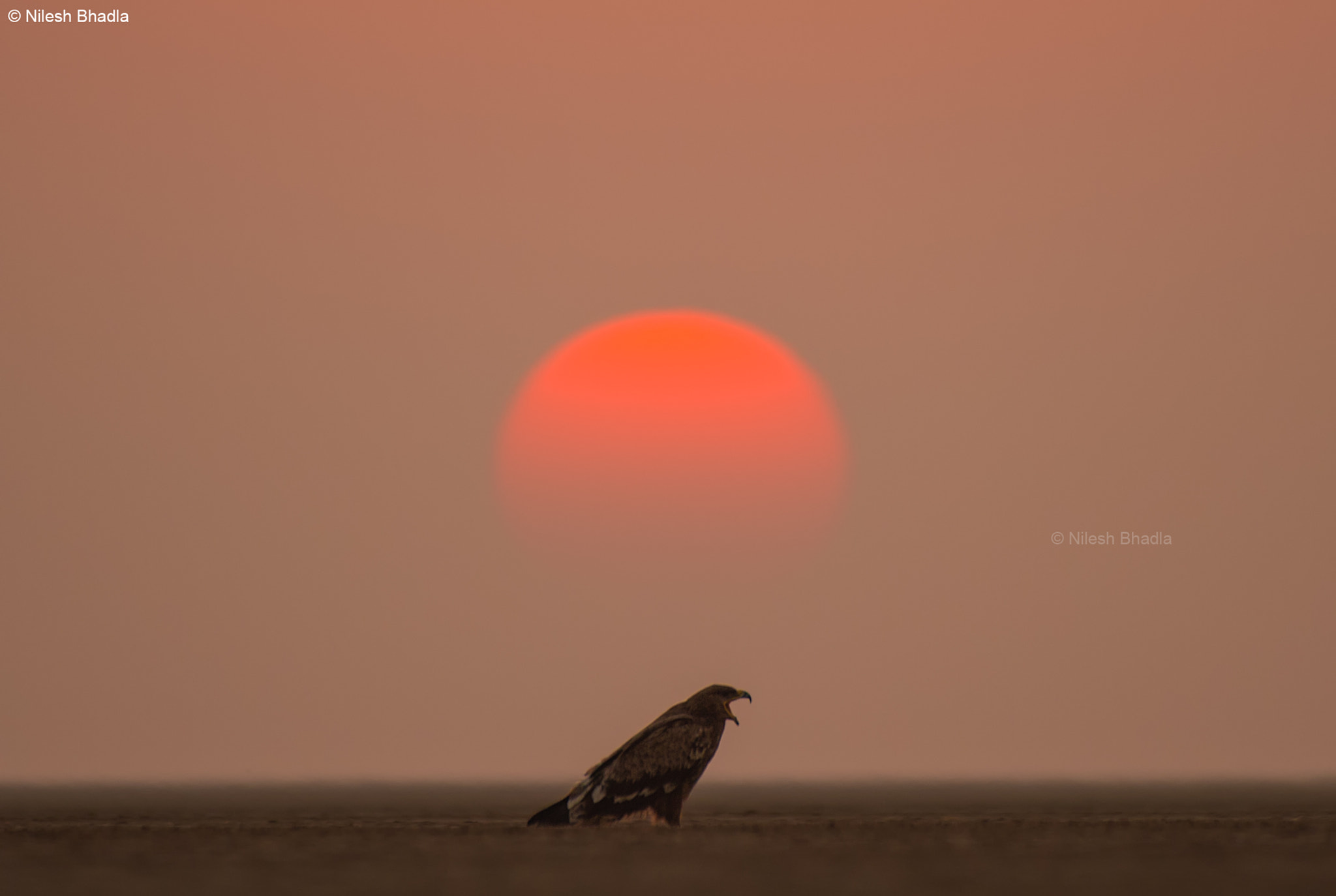 Nikon AF-S Nikkor 200-500mm F5.6E ED VR sample photo. Lazy sunset & steppe eagle photography