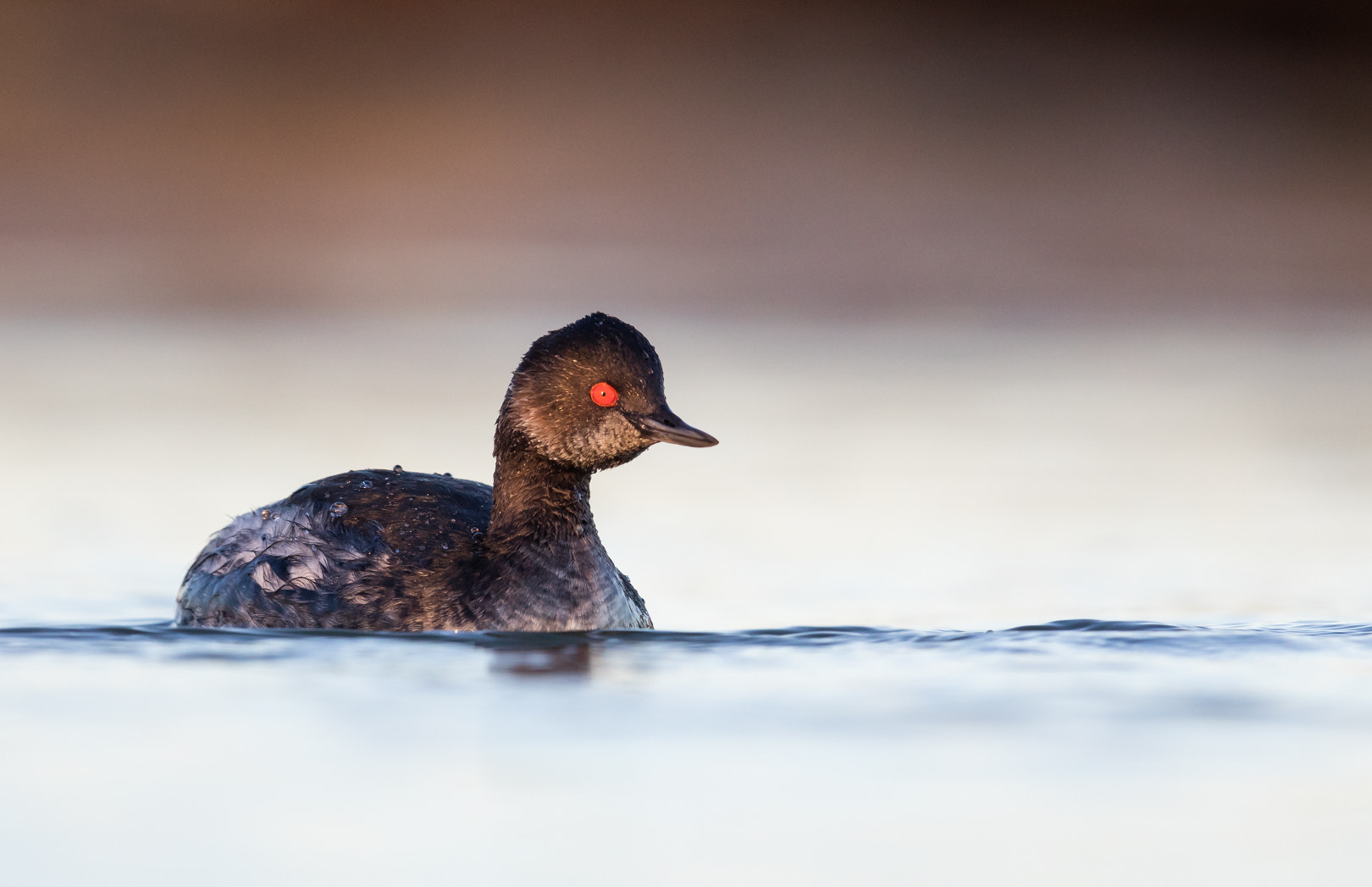 Canon EF 600mm F4L IS II USM sample photo. Grebe a cou noir photography