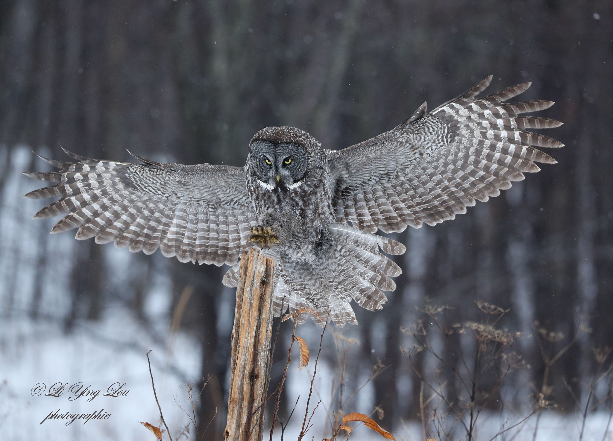 Canon EOS-1D X Mark II + Canon EF 100-400mm F4.5-5.6L IS II USM sample photo. Chouette lapone\great grey owl photography