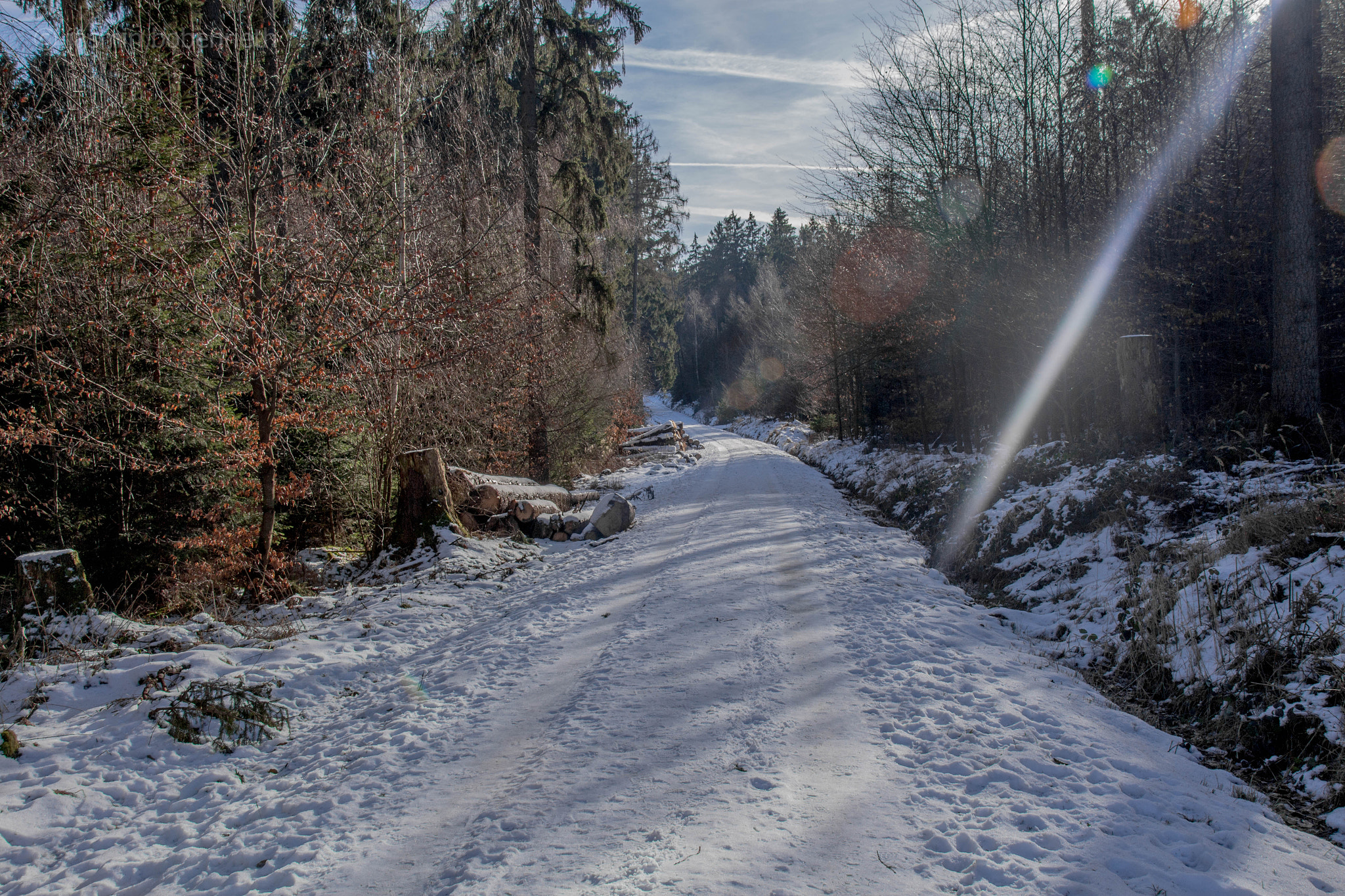 Sigma 18-250mm F3.5-6.3 DC OS HSM sample photo. Forest in germany photography