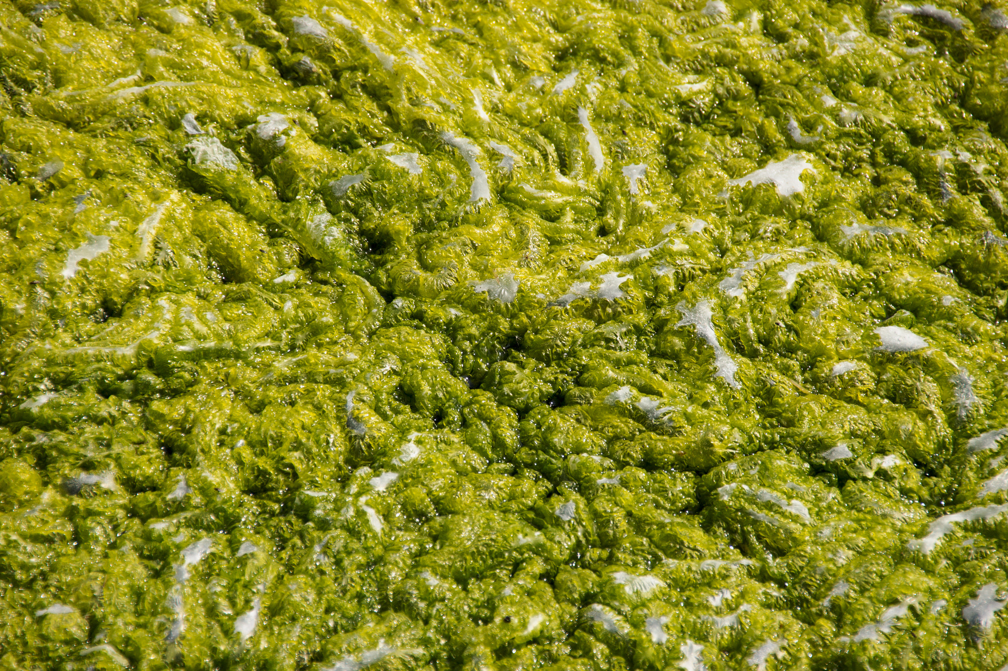 Sigma 18-250mm F3.5-6.3 DC OS HSM sample photo. Algae water photography