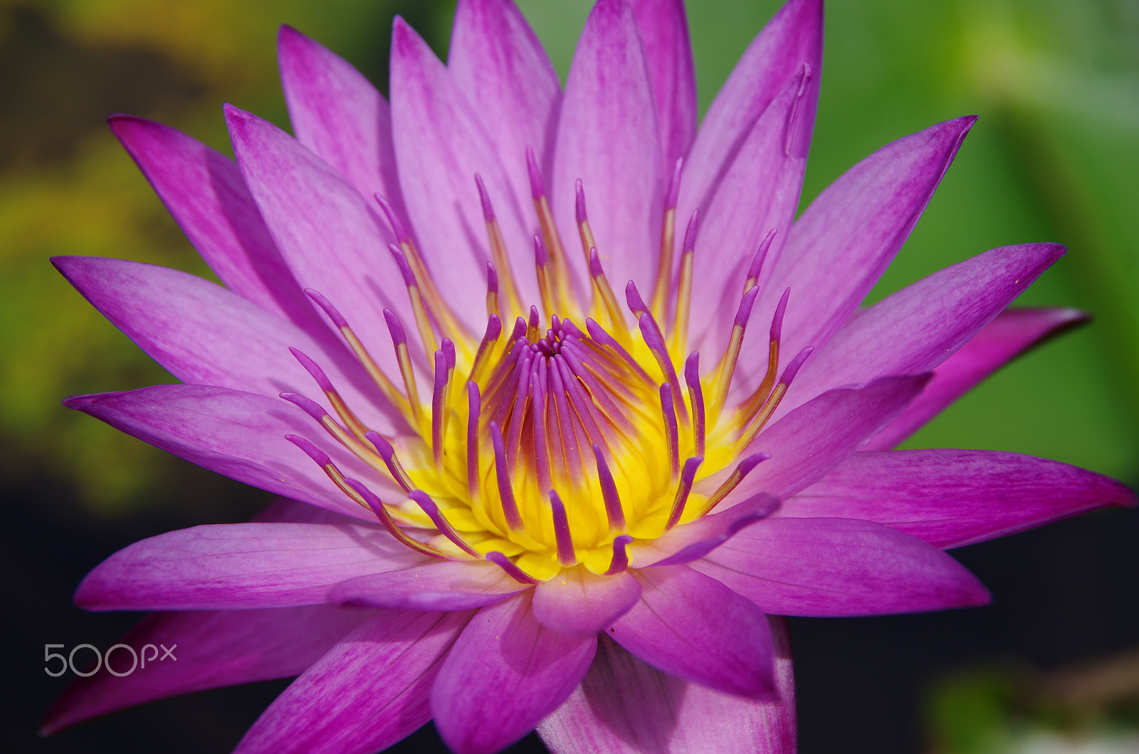 Pentax K-5 sample photo. In full bloom photography