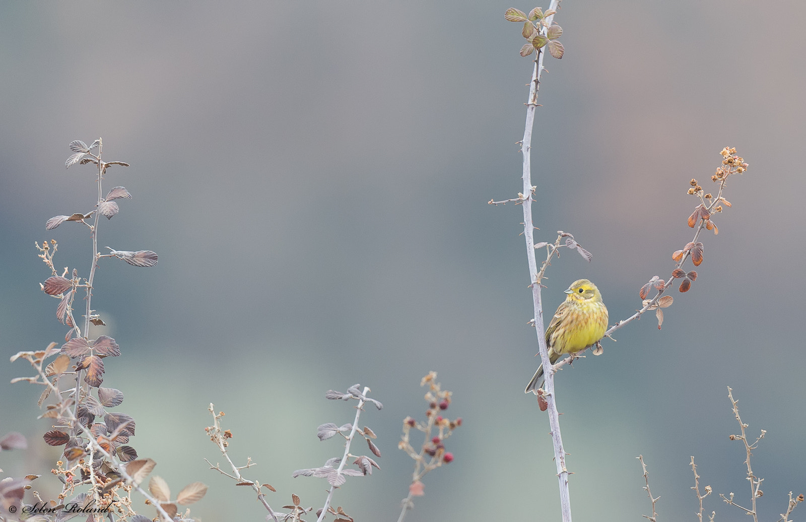 Nikon D4 + Nikon AF-S Nikkor 500mm F4G ED VR sample photo. Geelgors - yellow-hammer photography