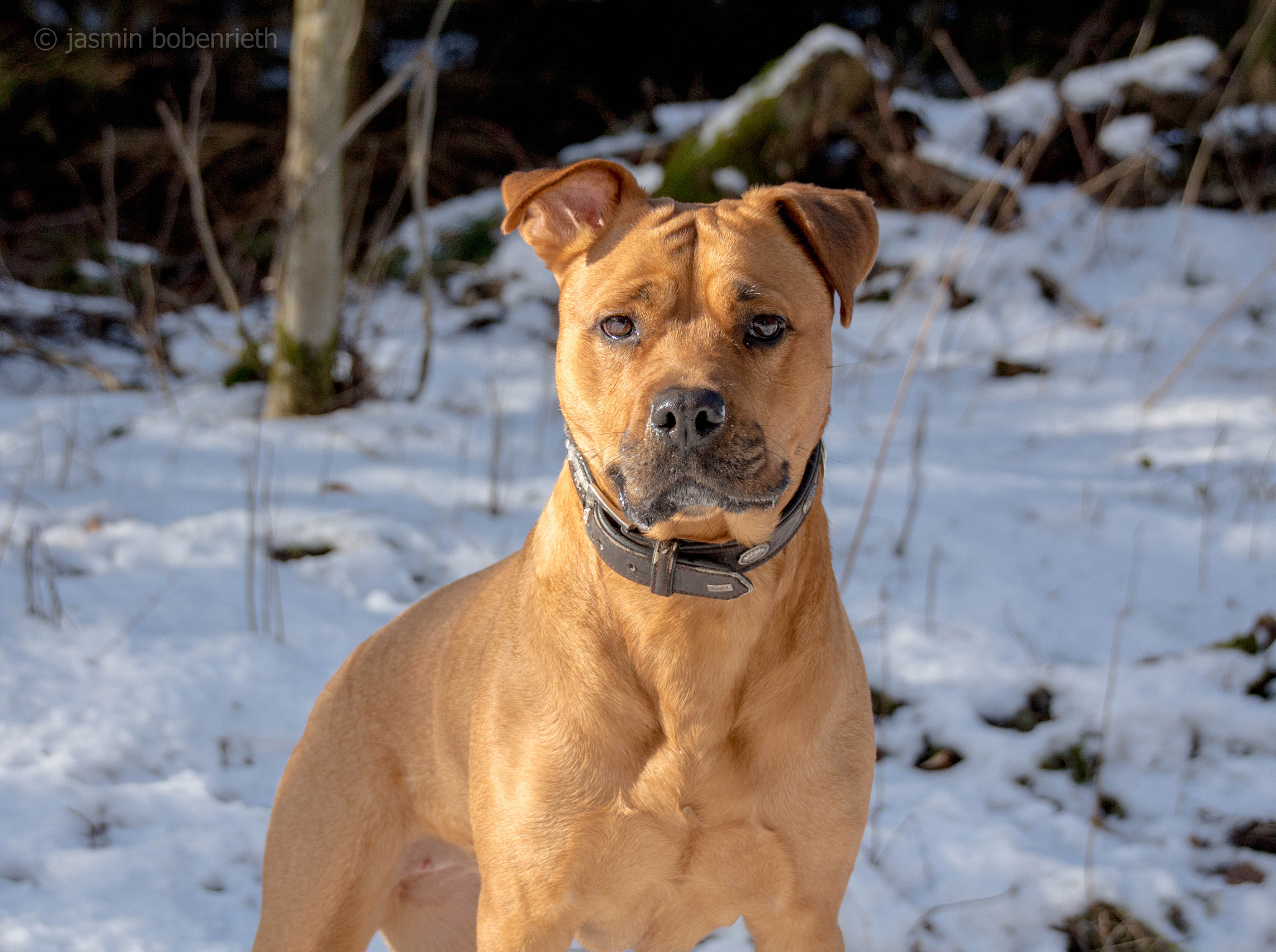 Sigma 18-250mm F3.5-6.3 DC OS HSM sample photo. Lotta ii photography