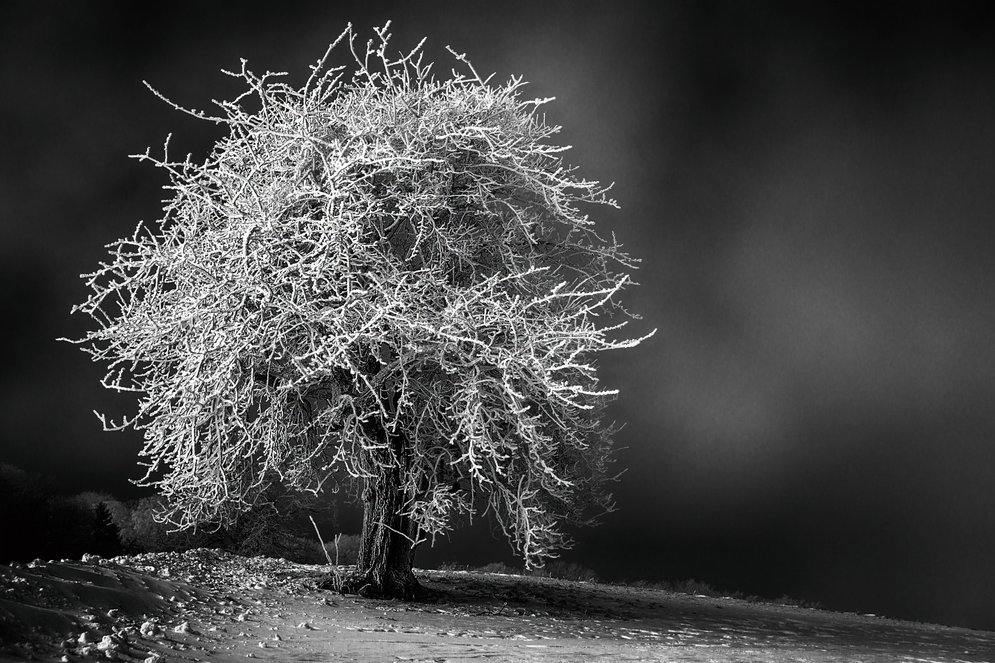 Sony SLT-A99V sample photo. White frost photography