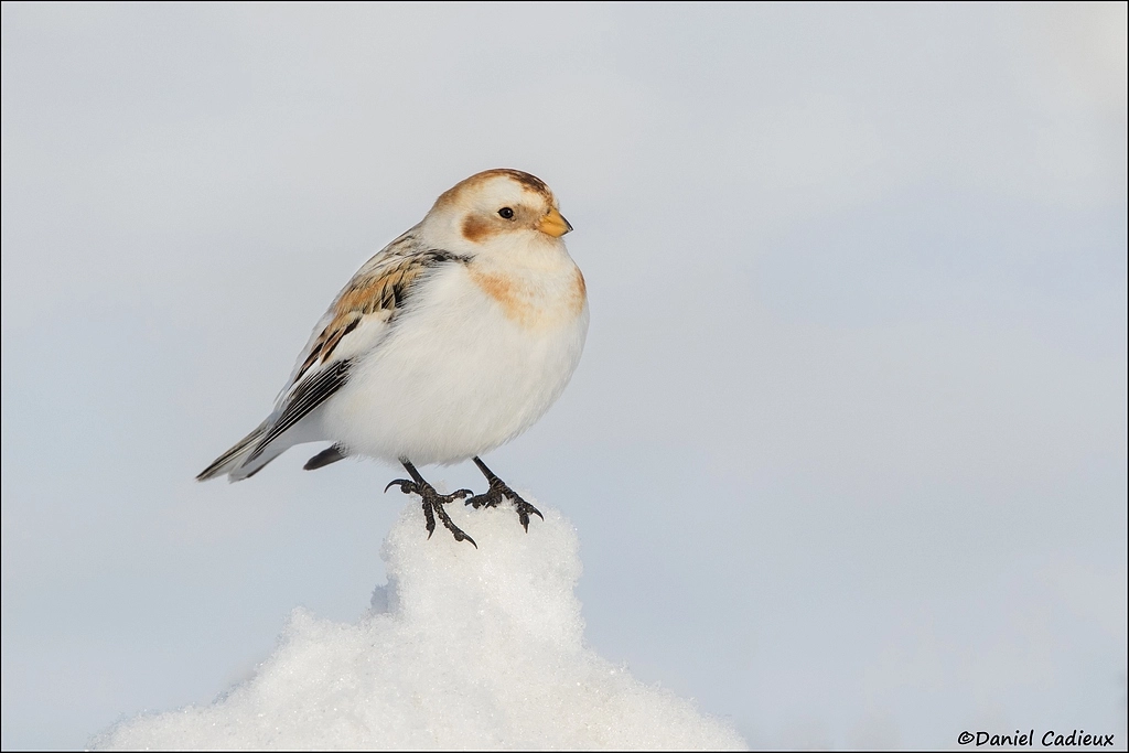 Canon EF 500mm F4L IS II USM sample photo. Snow bunting on snow mound photography