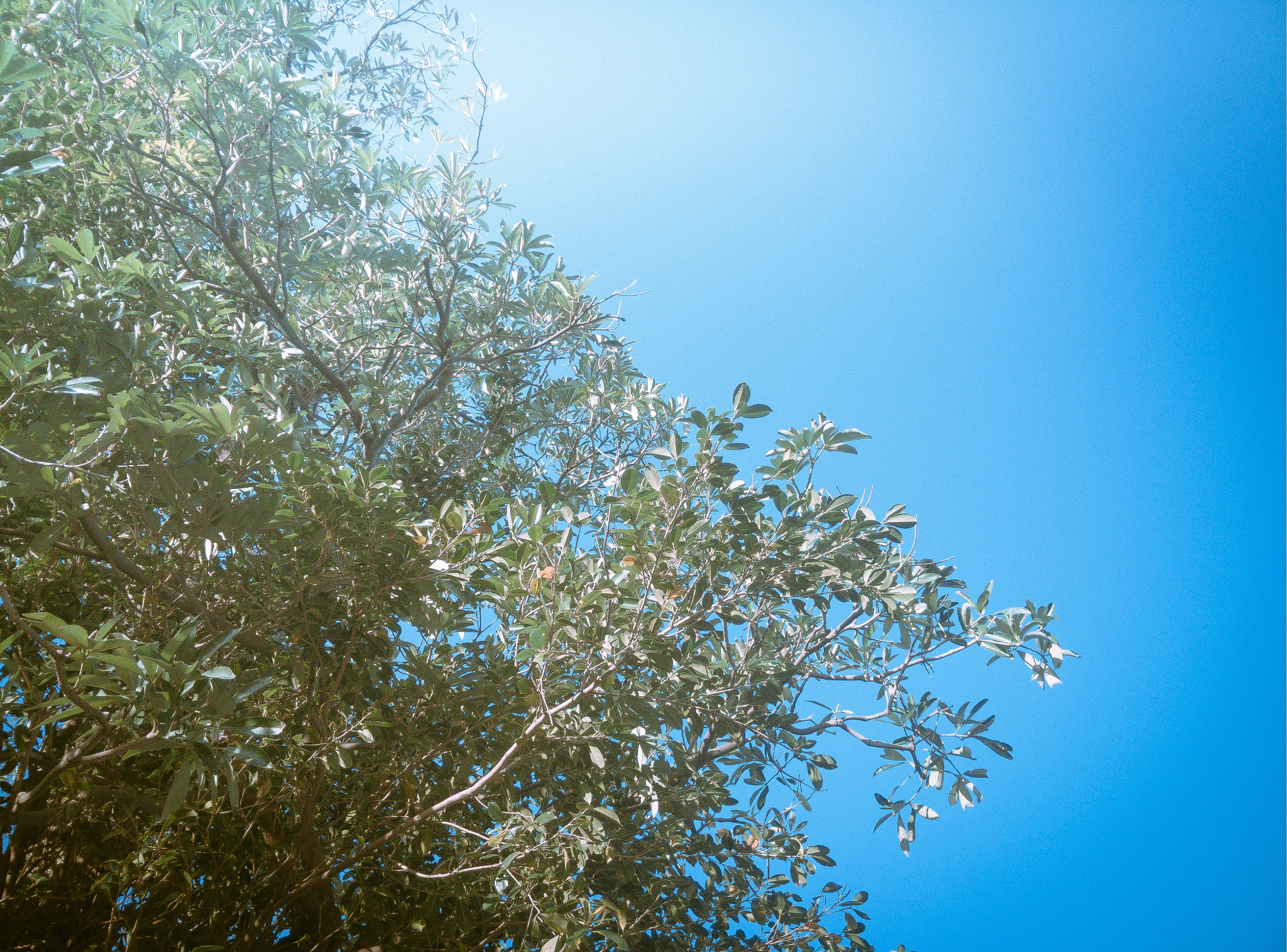 OPPO Find7 sample photo. Sunny day. photography