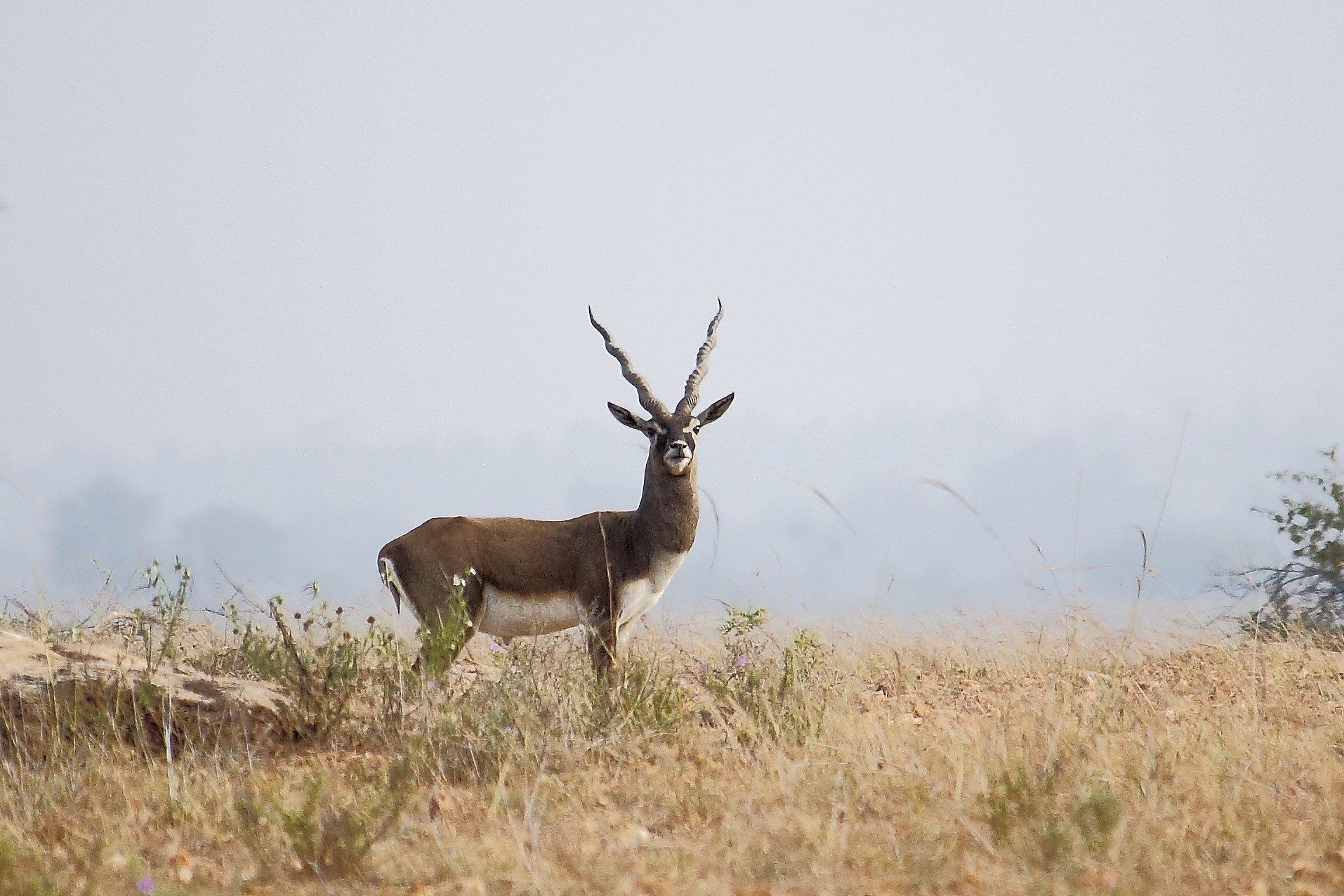 Canon EF-S 55-250mm F4-5.6 IS STM sample photo. Black buck photography
