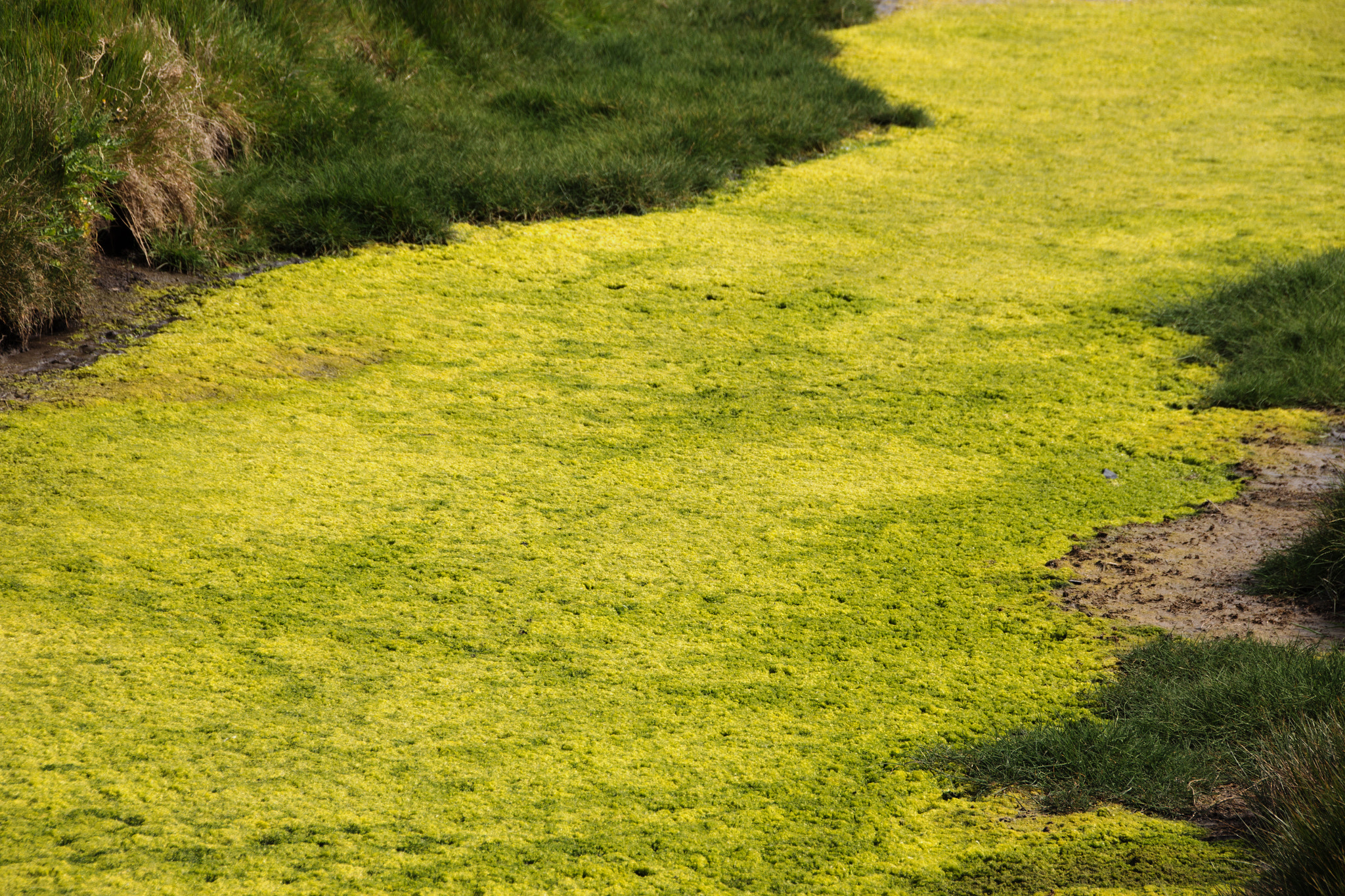 Sigma 18-250mm F3.5-6.3 DC OS HSM sample photo. Floor of algae photography