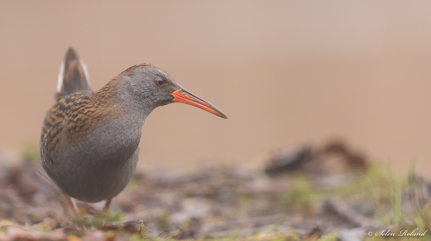 Nikon D4 + Nikon AF-S Nikkor 500mm F4G ED VR sample photo. Waterral - water rail photography