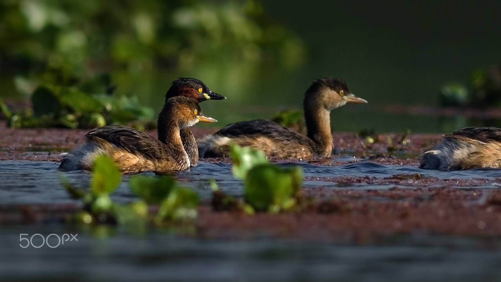 Canon EOS 600D (Rebel EOS T3i / EOS Kiss X5) + Canon EF 400mm F5.6L USM sample photo. Little grebe photography