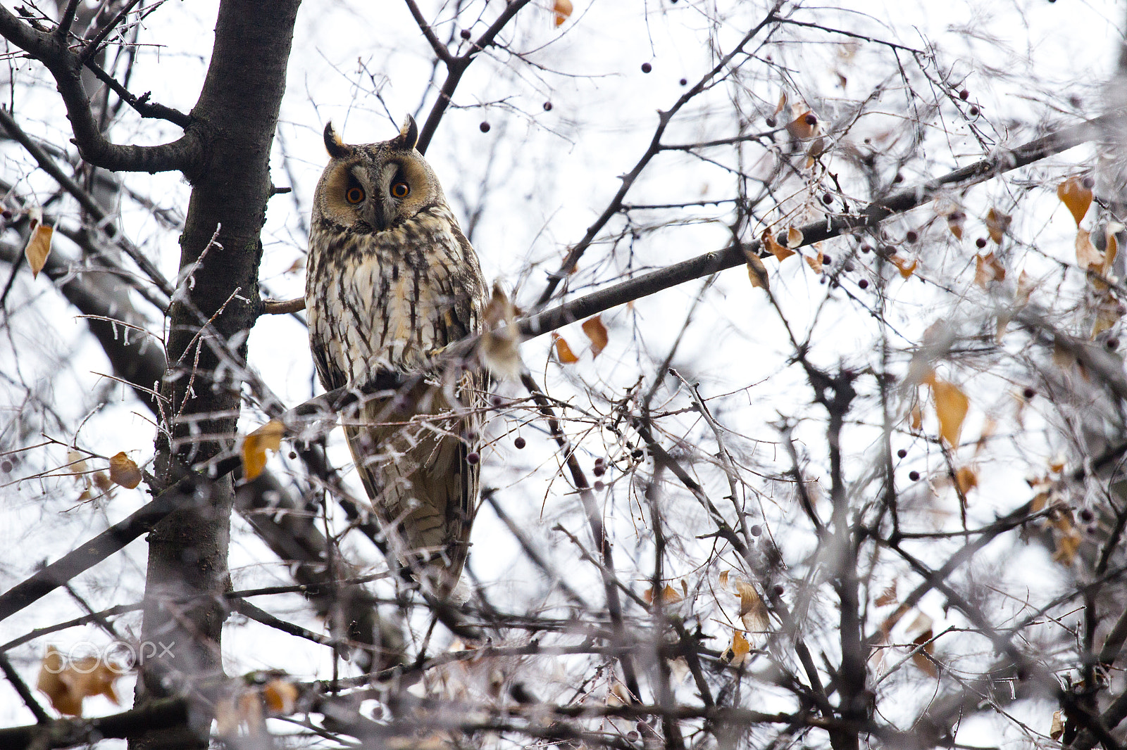 Canon EOS 600D (Rebel EOS T3i / EOS Kiss X5) + Canon EF 70-200mm F4L USM sample photo. Owl photography