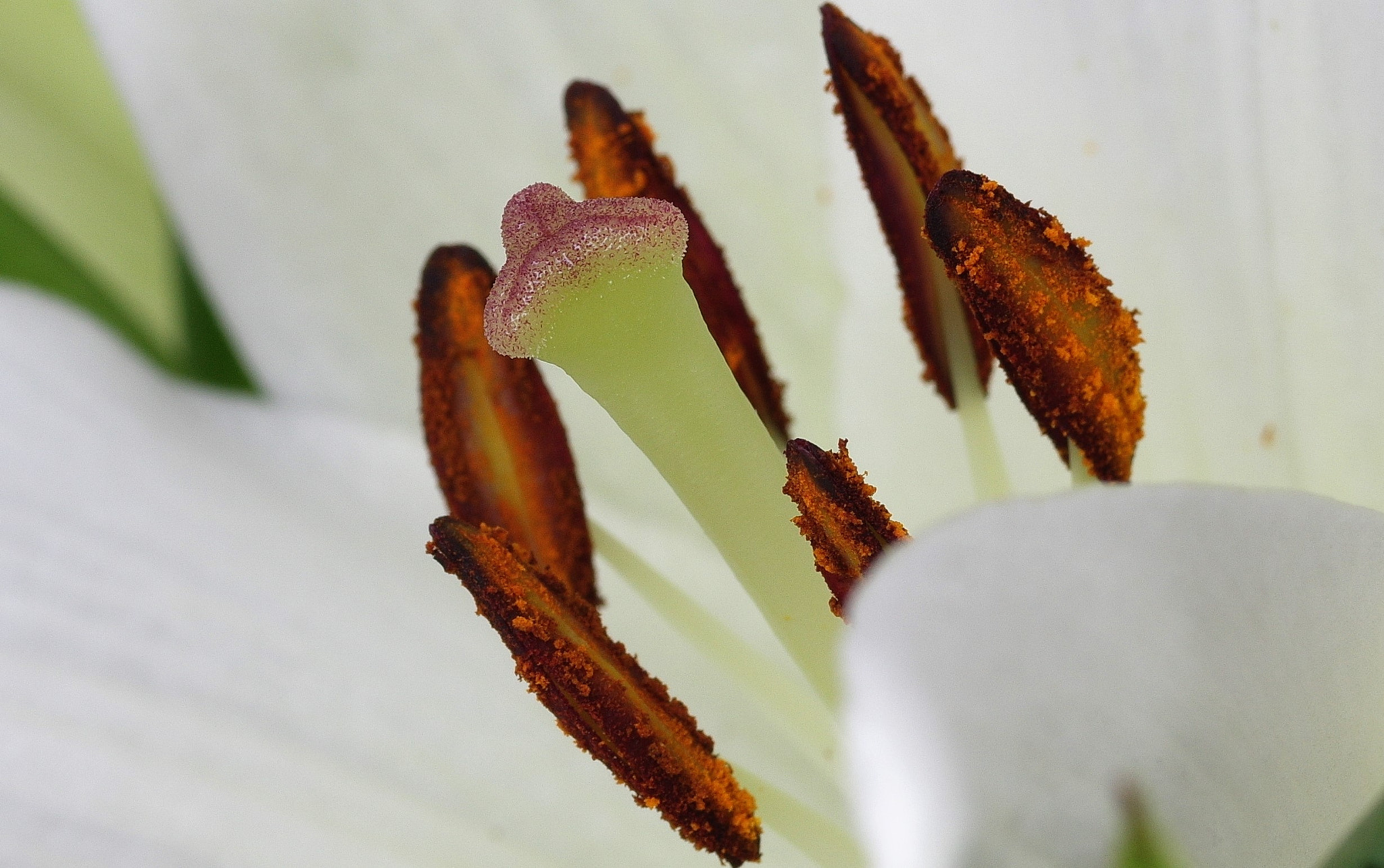 Pentax smc D-FA 50mm F2.8 Macro sample photo