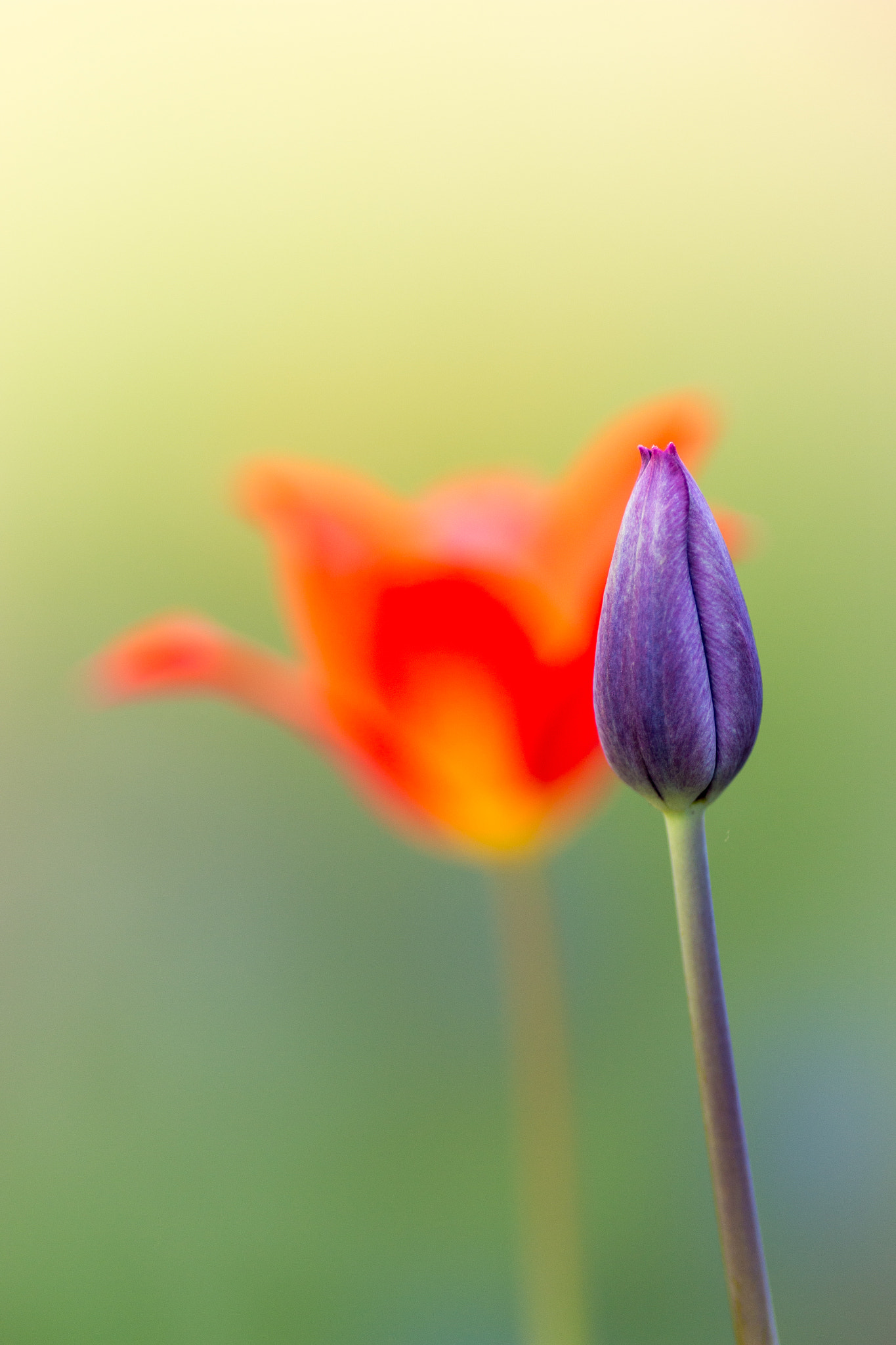 Canon EOS 70D + Tamron SP AF 90mm F2.8 Di Macro sample photo. Tulips photography