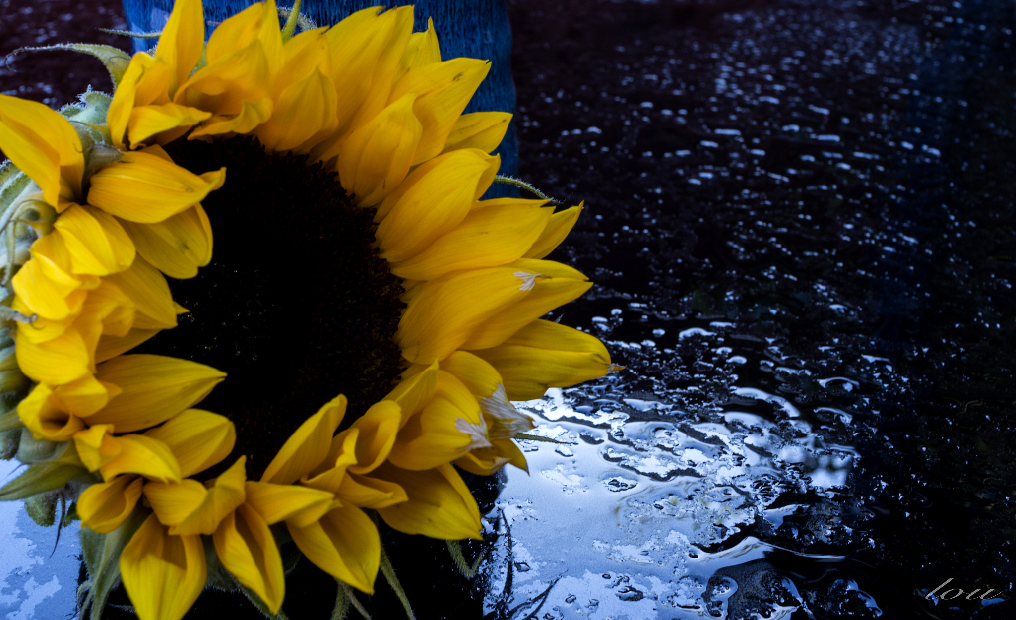 Canon EF-S 24mm F2.8 STM sample photo. Sunflower photography