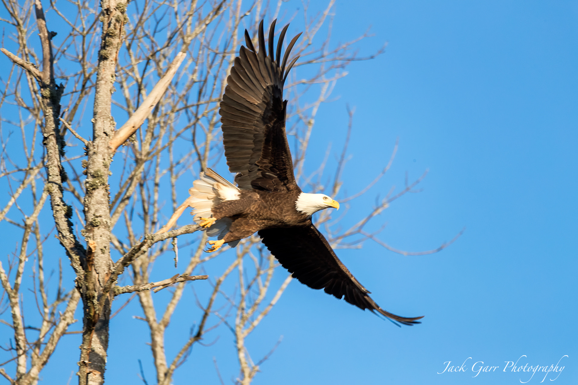 150-600mm F5-6.3 DG OS HSM | Sports 014 sample photo. Bald eagle flight photography