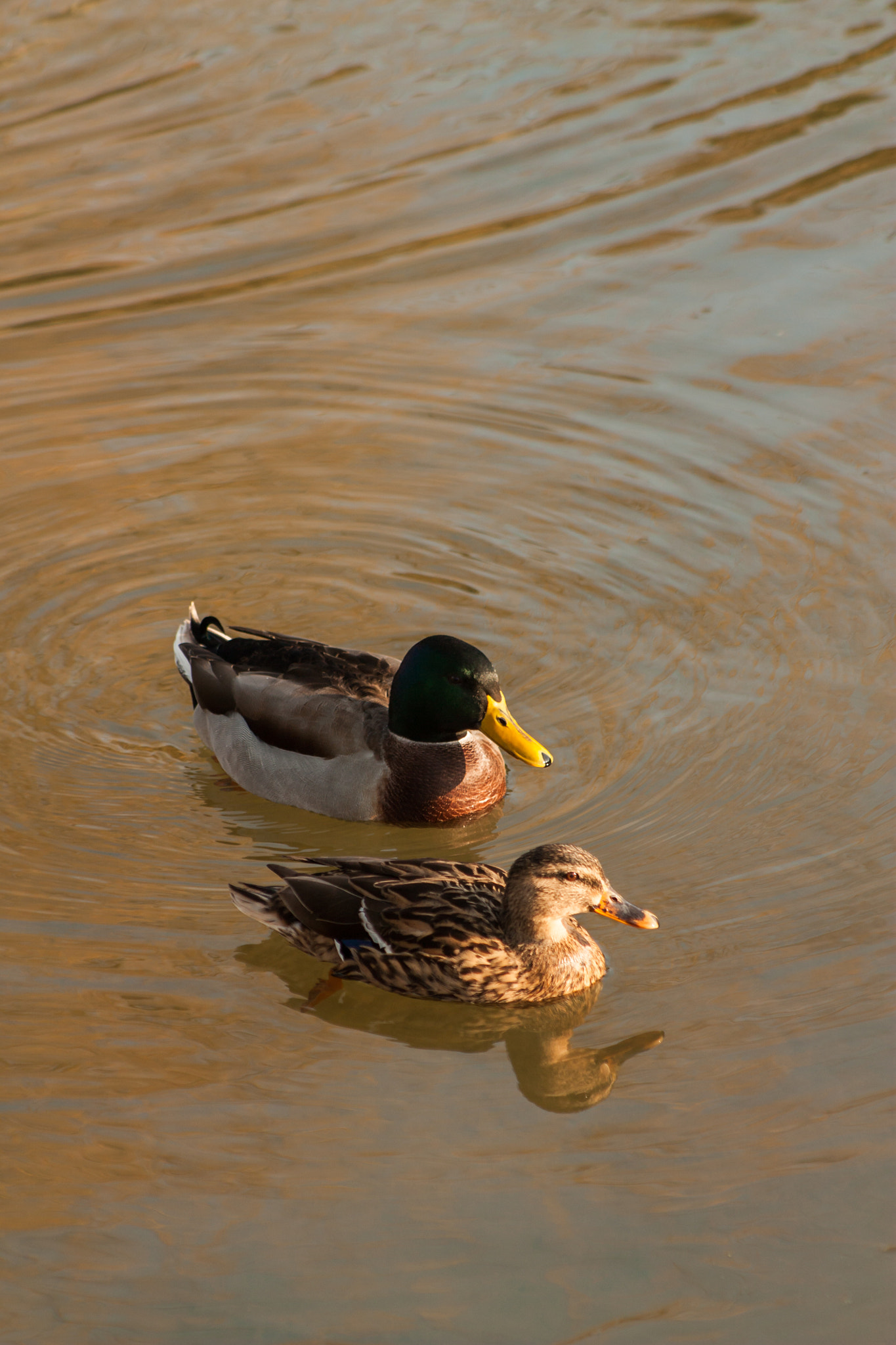 Canon EOS 450D (EOS Rebel XSi / EOS Kiss X2) + EF75-300mm f/4-5.6 sample photo. Couple de canards colvert photography