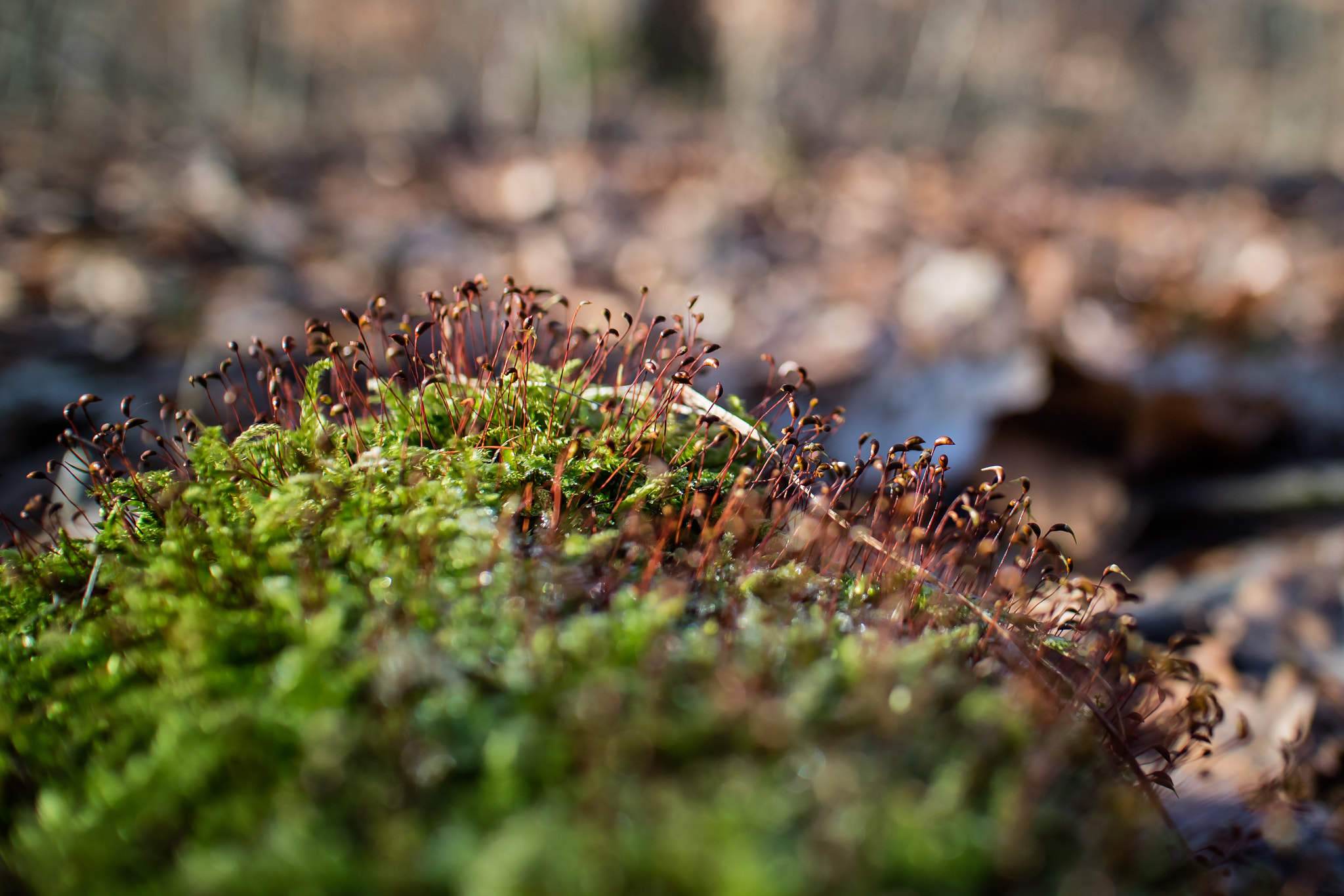 Canon EOS M3 sample photo. Moss photography