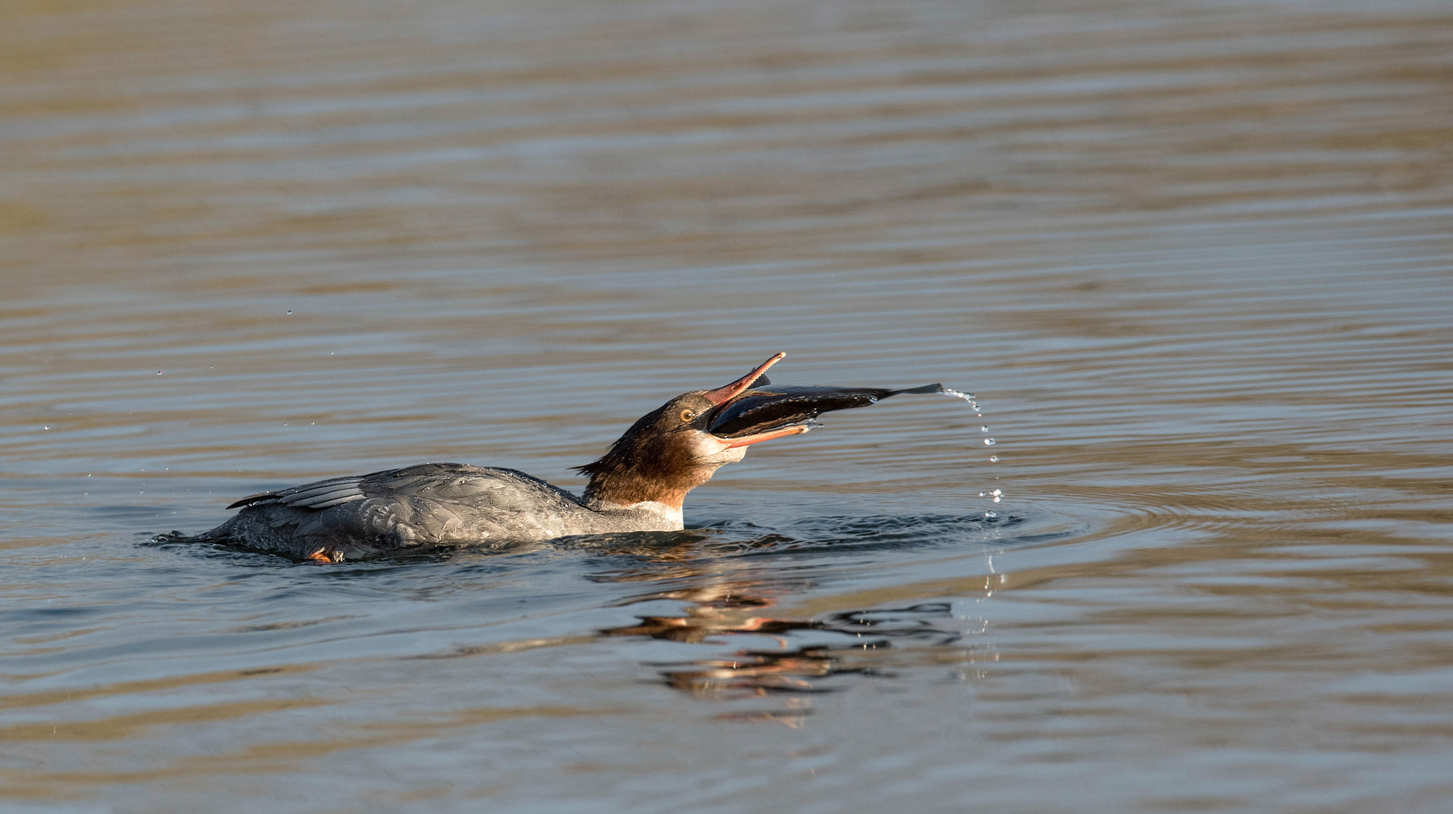 Nikon AF-S Nikkor 600mm F4E FL ED VR sample photo. Common merganser with fish photography