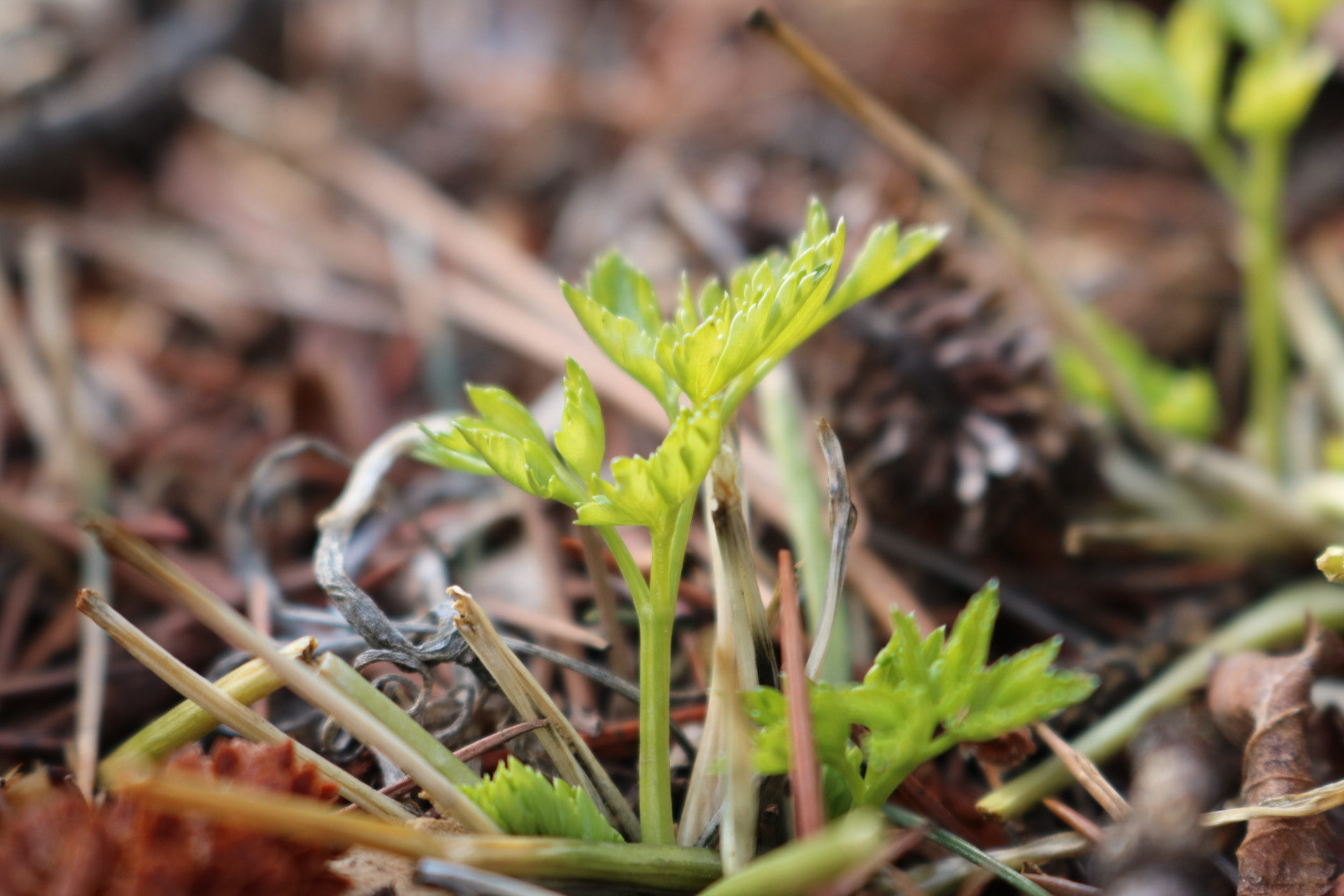 Canon EOS 760D (EOS Rebel T6s / EOS 8000D) sample photo. Leaf photography