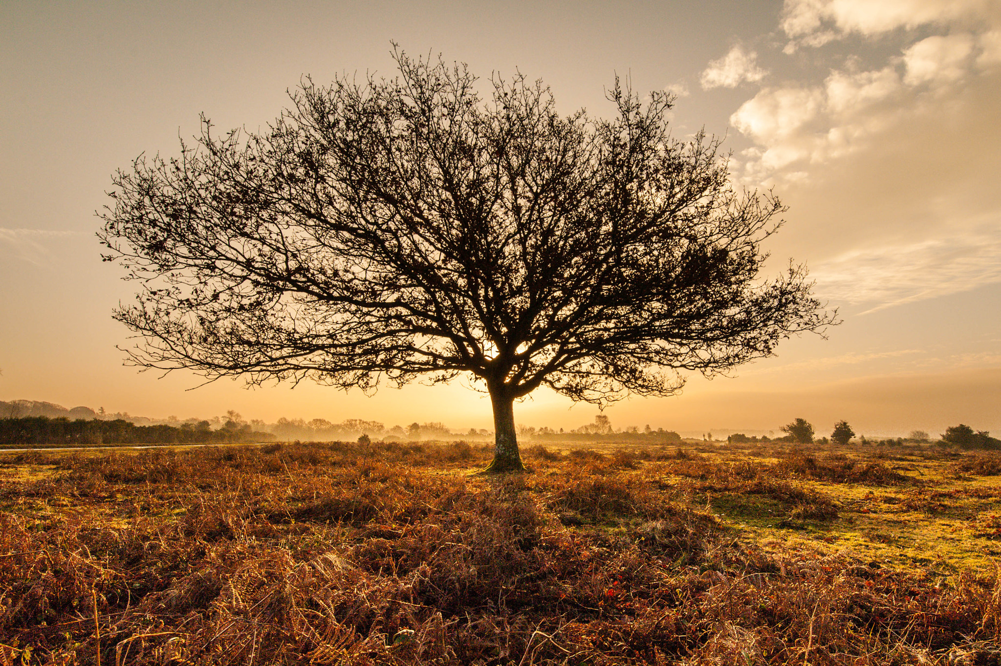 Nikon D700 + Tamron SP 15-30mm F2.8 Di VC USD sample photo. New forest sunrise photography