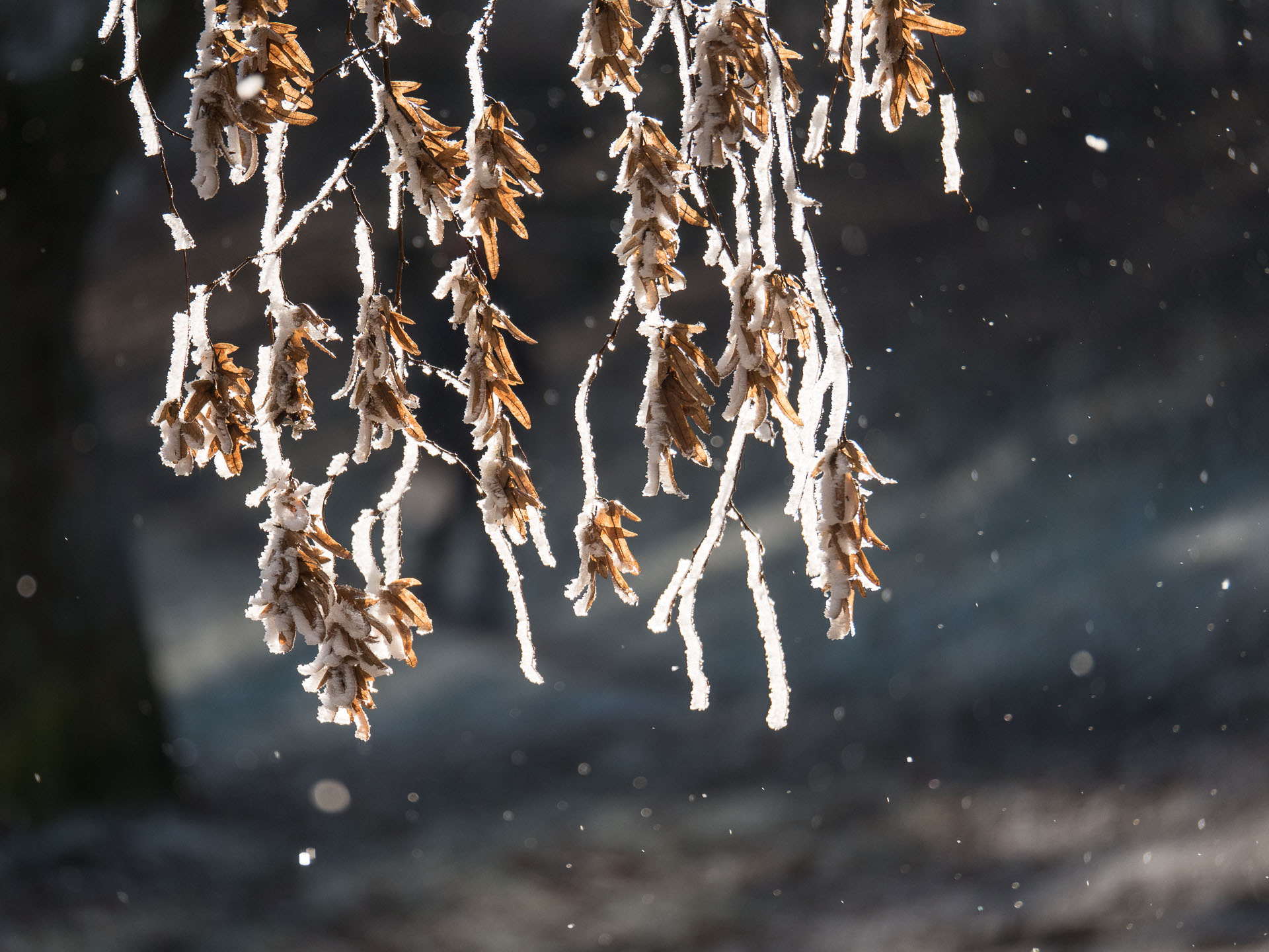 Panasonic Lumix G X Vario 35-100mm F2.8 OIS sample photo. Glazed frost melting in the sun photography