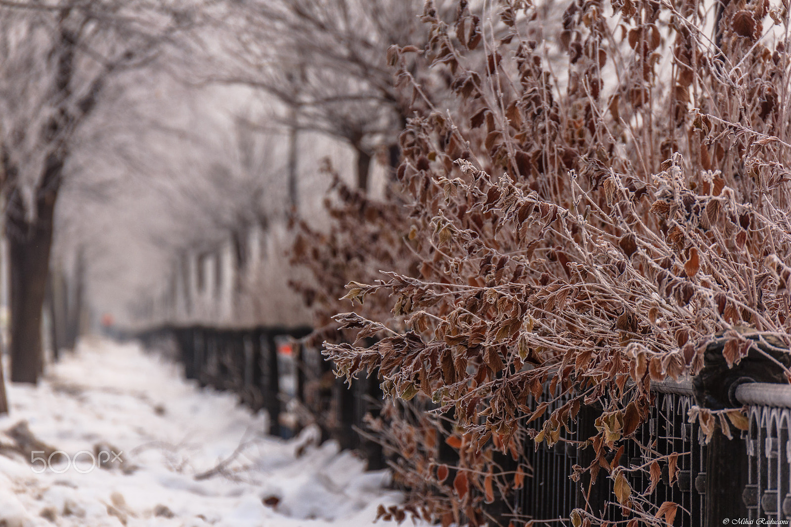 Canon EOS 60D sample photo. Phantasy photography