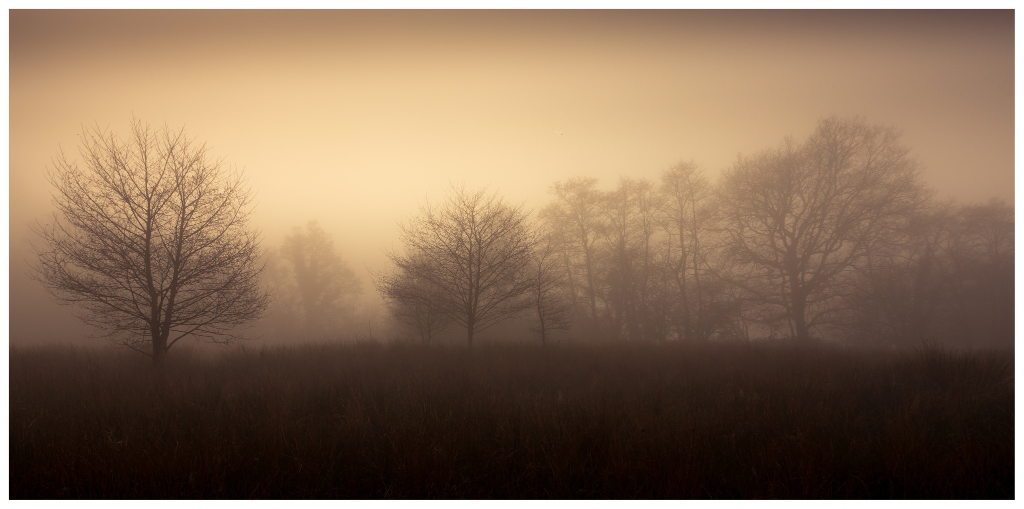 Canon EOS 760D (EOS Rebel T6s / EOS 8000D) sample photo. Trees in the fog photography