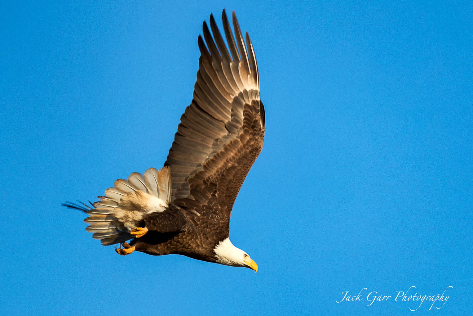 150-600mm F5-6.3 DG OS HSM | Sports 014 sample photo. Bald eagle flying photography