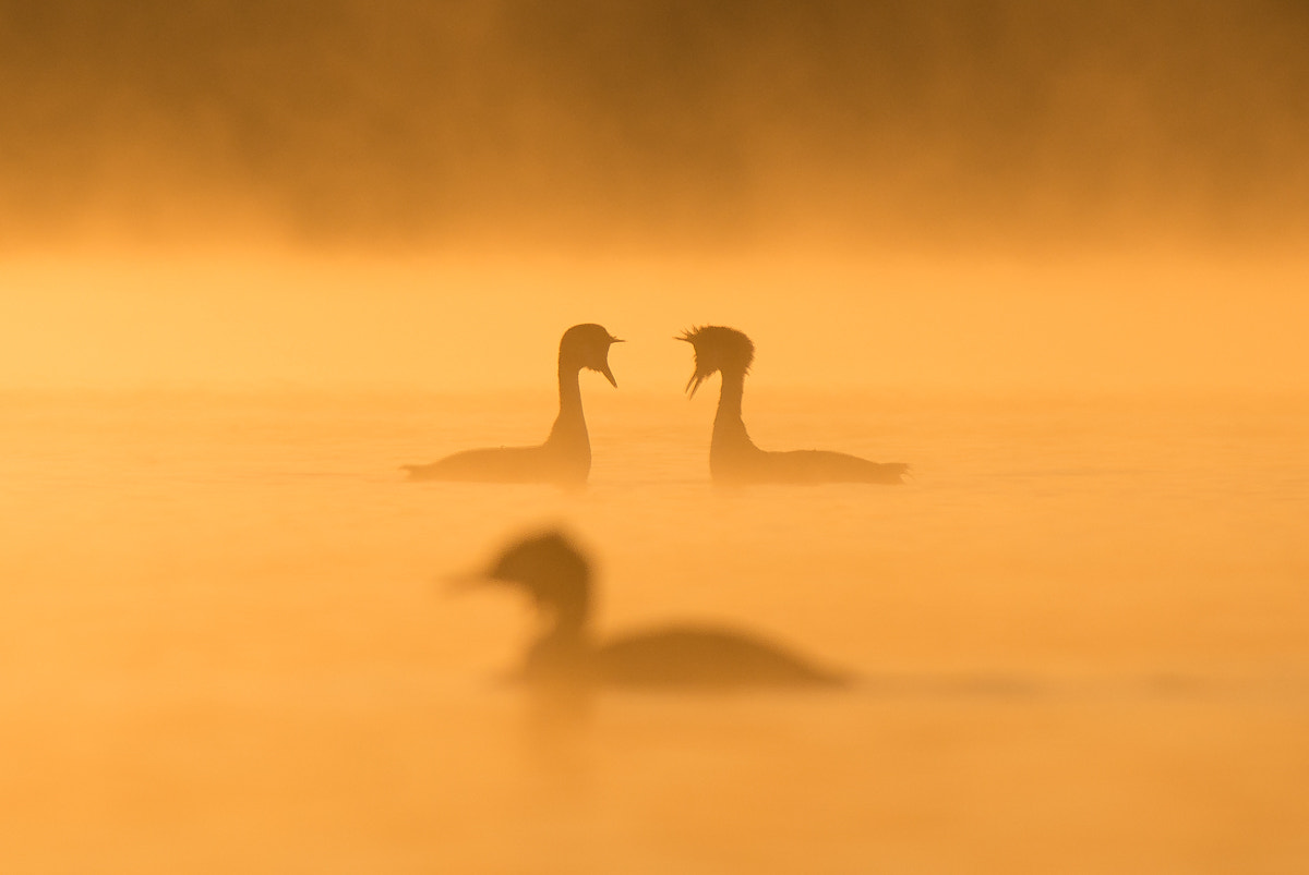 Nikon AF-S Nikkor 300mm F4D ED-IF sample photo. The great crested grebe photography