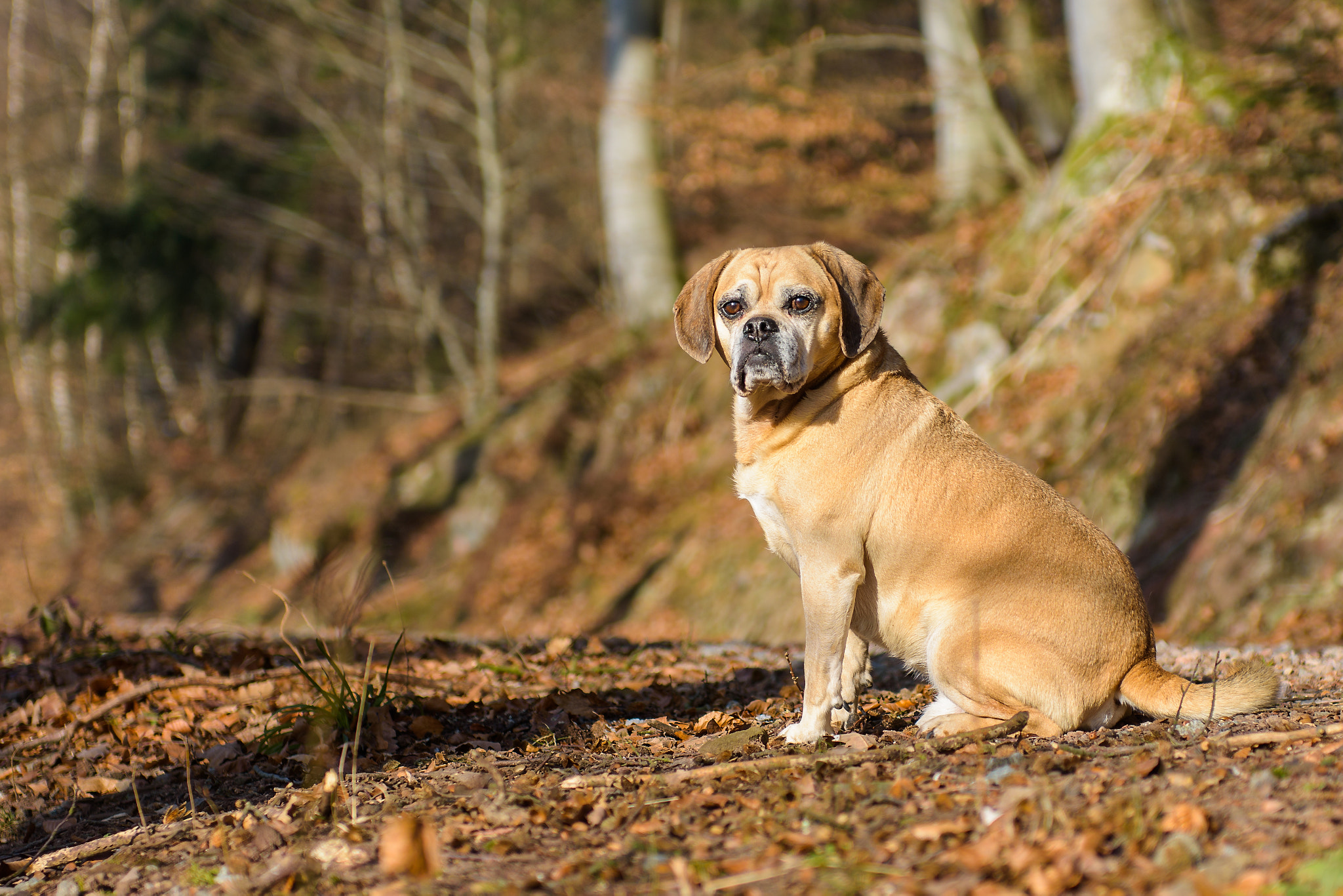 Nikon AF-S Nikkor 24-70mm F2.8G ED sample photo. Puggle timmy photography
