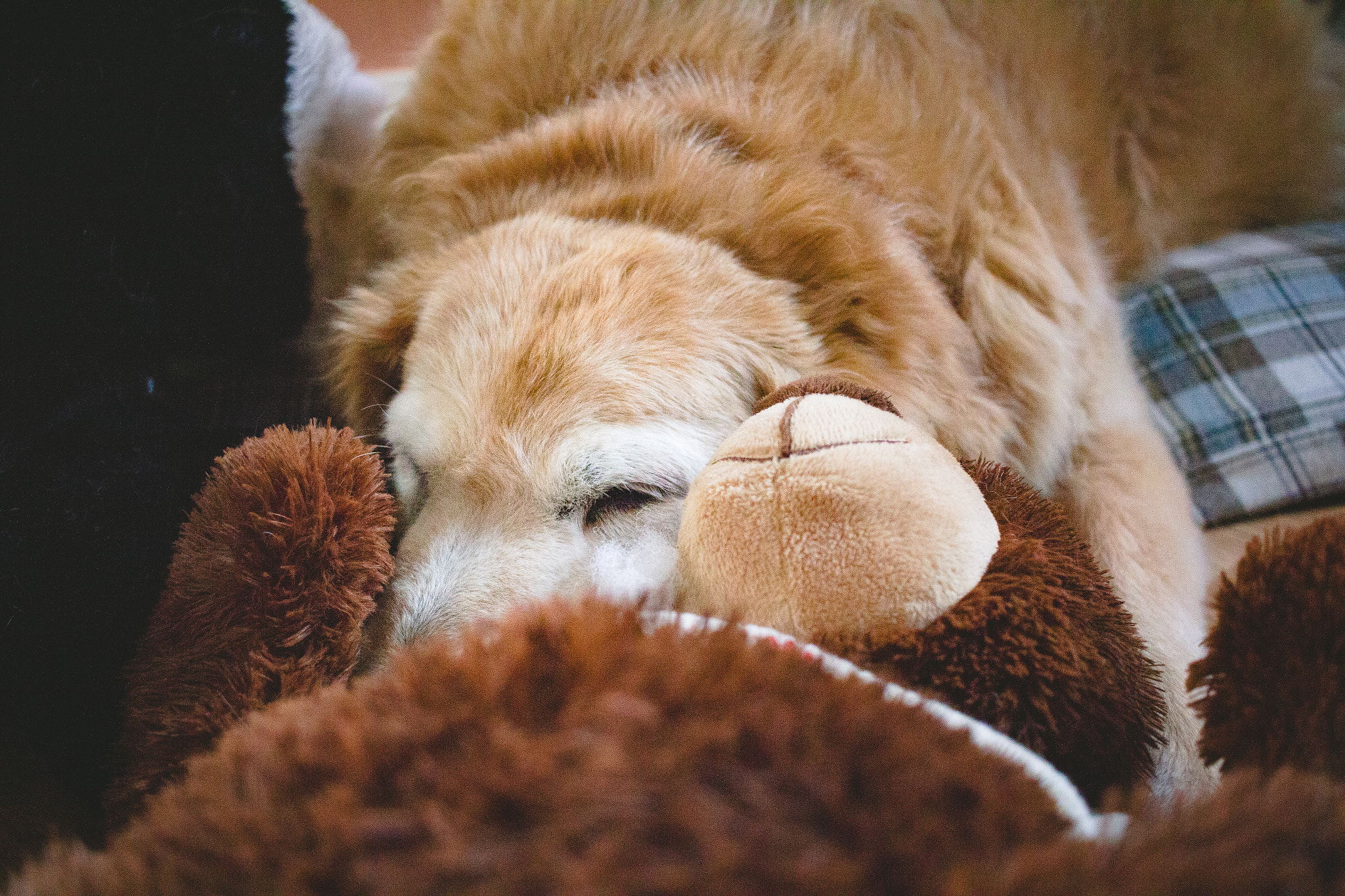 Canon EF-S 24mm F2.8 STM sample photo. A dog and her friend photography