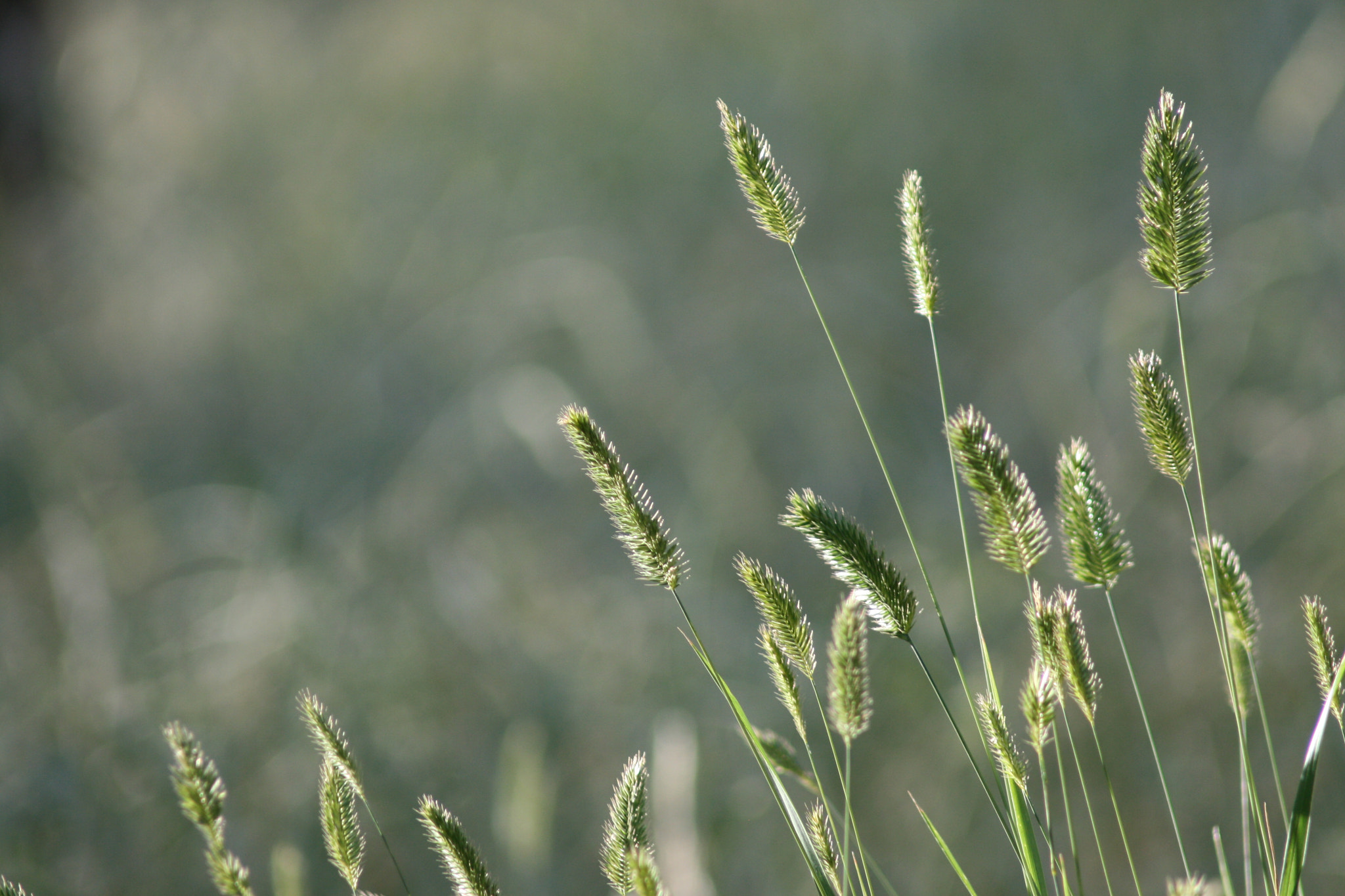 Canon EF 80-200mm F4.5-5.6 II sample photo. Moments photography