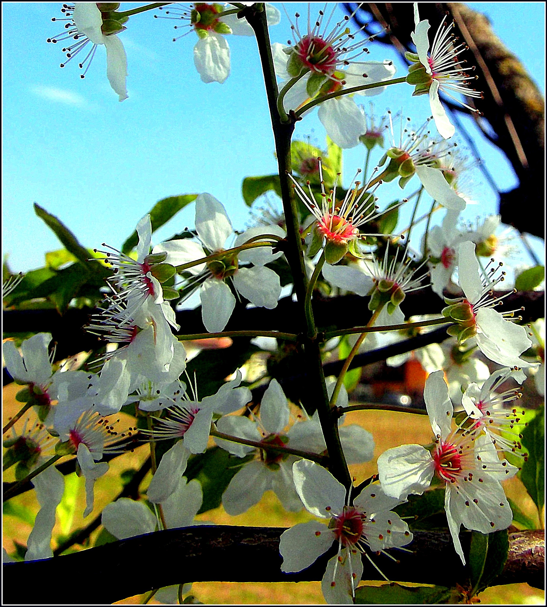 Fujifilm FinePix JX250 sample photo. Meravigliosi fiori di primavera. photography