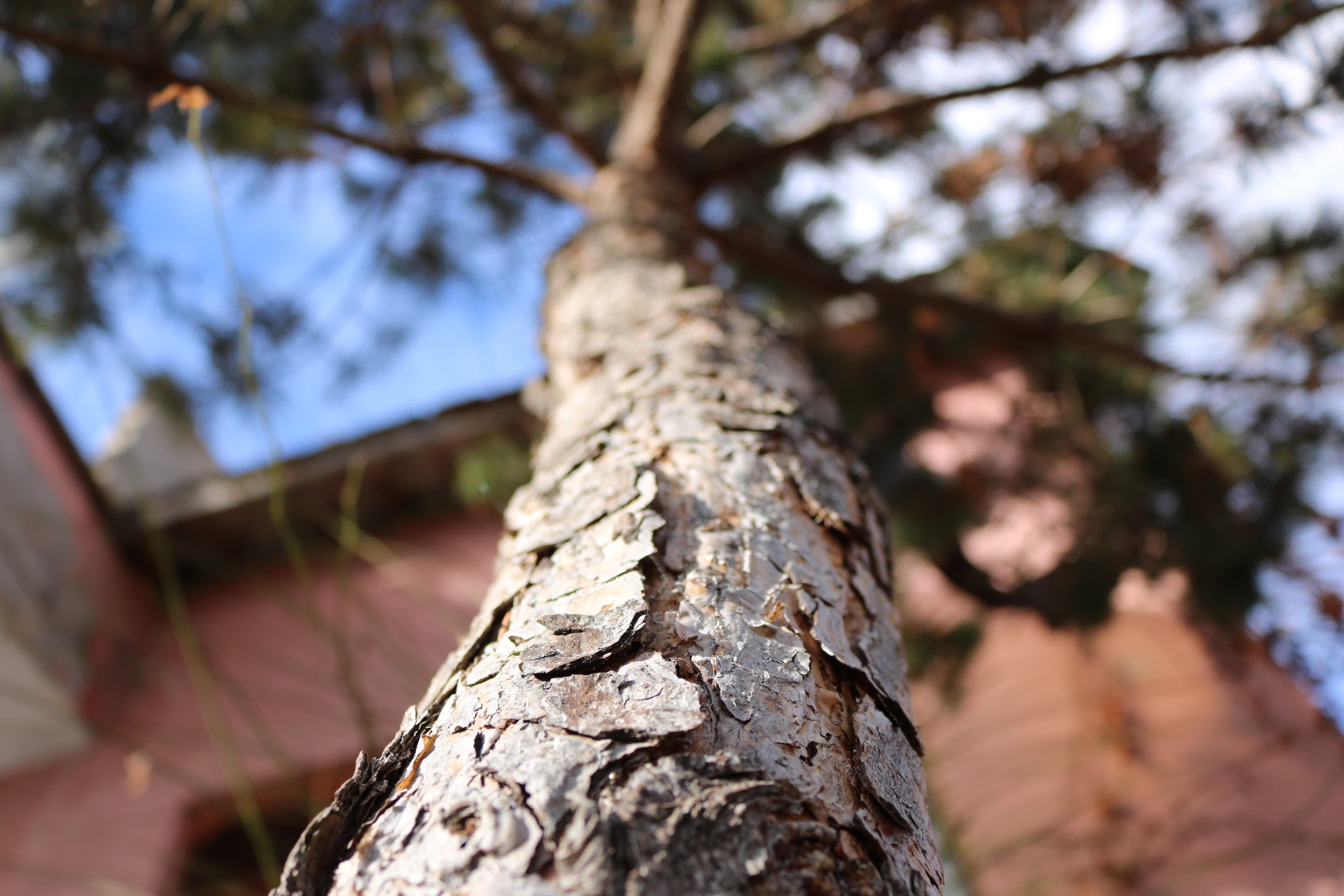 Canon EOS 760D (EOS Rebel T6s / EOS 8000D) sample photo. Tree photography