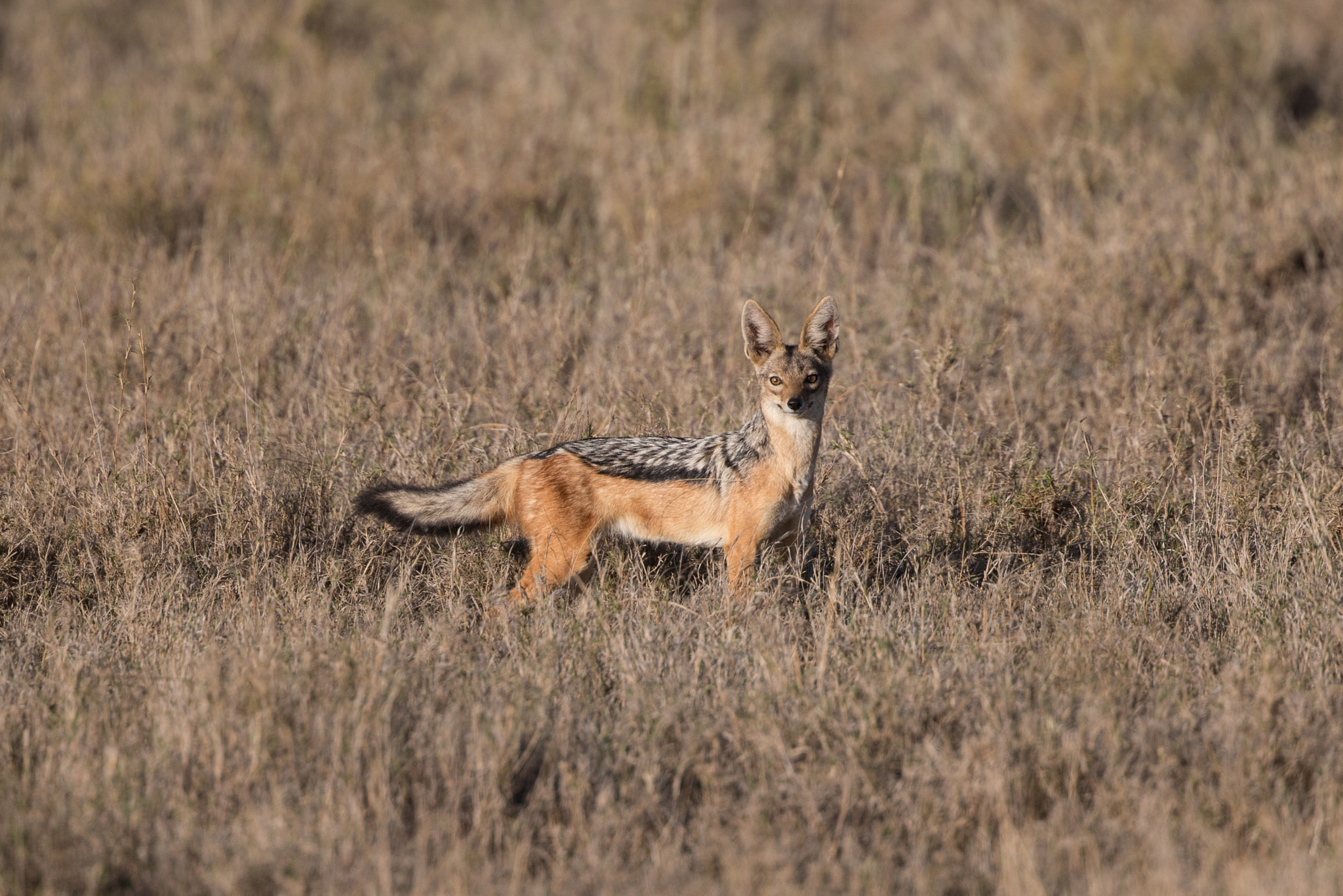 Canon EOS-1D X + Canon EF 400mm F4 DO IS II USM sample photo. Cute jackal photography