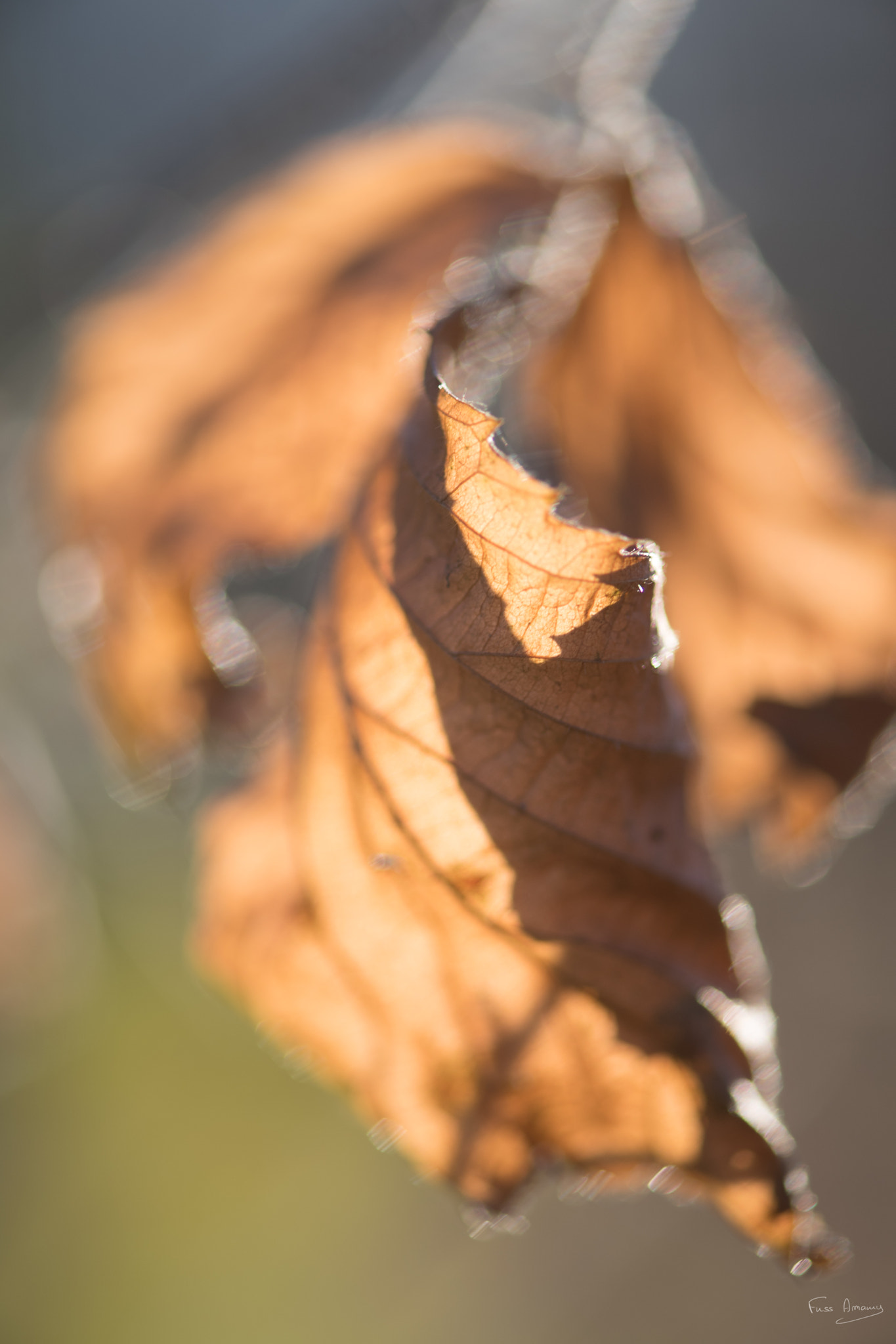 Nikon AF-S Micro-Nikkor 105mm F2.8G IF-ED VR sample photo. The last of the leaves photography