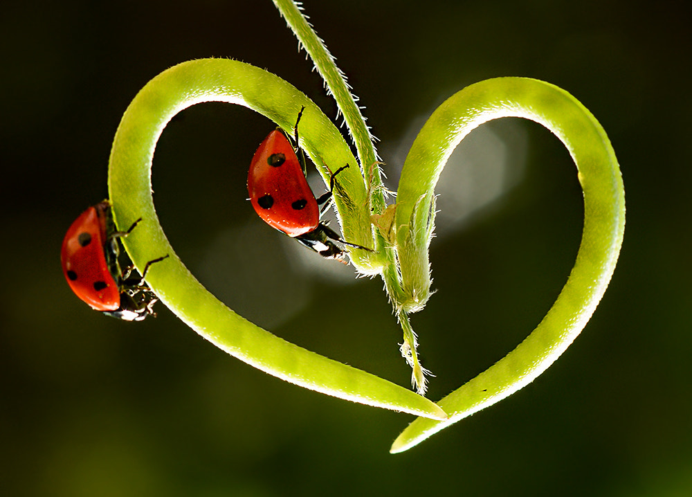 Nikon D7100 + Nikon AF Micro-Nikkor 60mm F2.8D sample photo. Uğur böceği photography