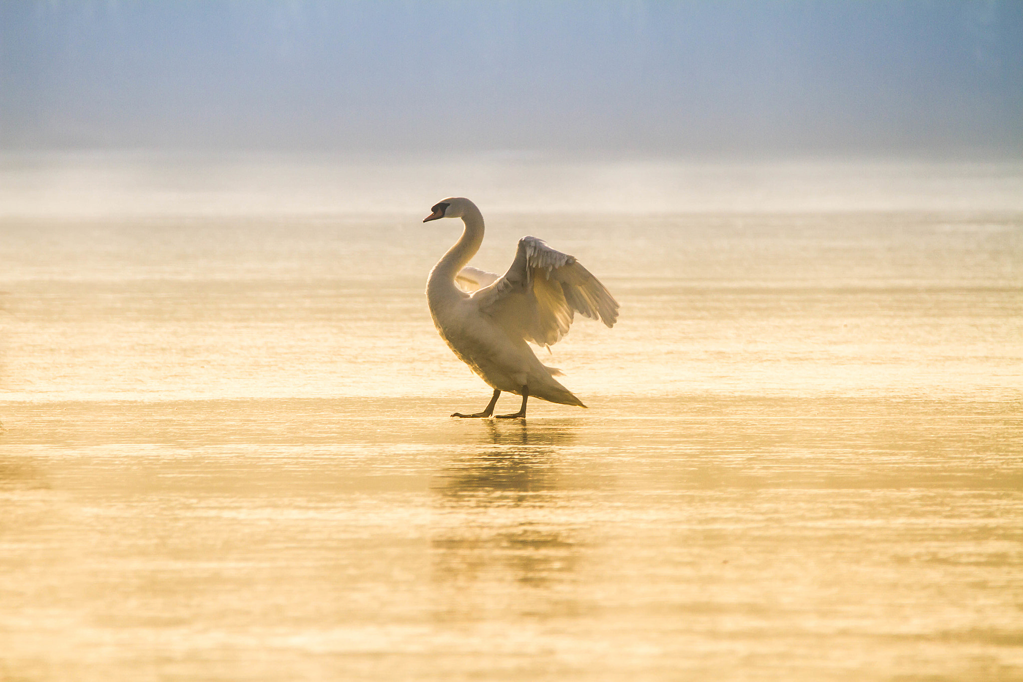 150-600mm F5-6.3 DG OS HSM | Contemporary 015 sample photo. Swan.. photography