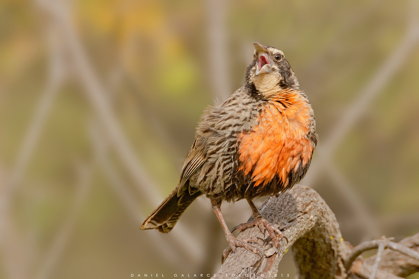 Sigma 50-500mm F4.5-6.3 DG OS HSM sample photo. Loica / long-tailed meadowlark photography