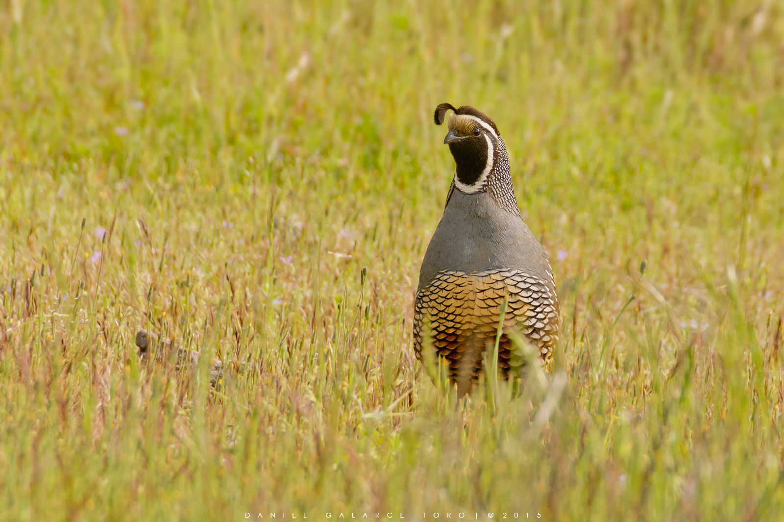 Sigma 50-500mm F4.5-6.3 DG OS HSM sample photo. Codorniz / california quail photography