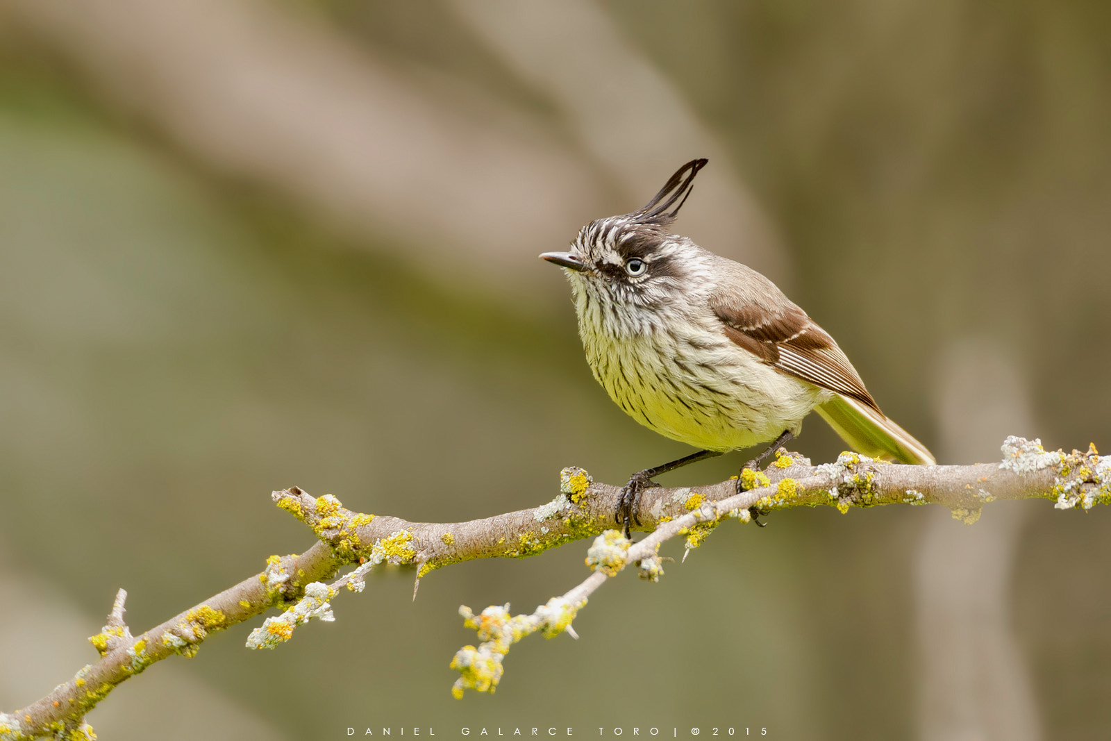 Sigma 50-500mm F4.5-6.3 DG OS HSM sample photo. Cachudito / tufted tit-tyrant photography