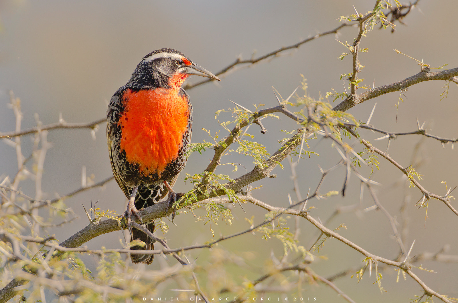 Sigma 50-500mm F4.5-6.3 DG OS HSM sample photo. Loica / long-tailed meadowlark photography