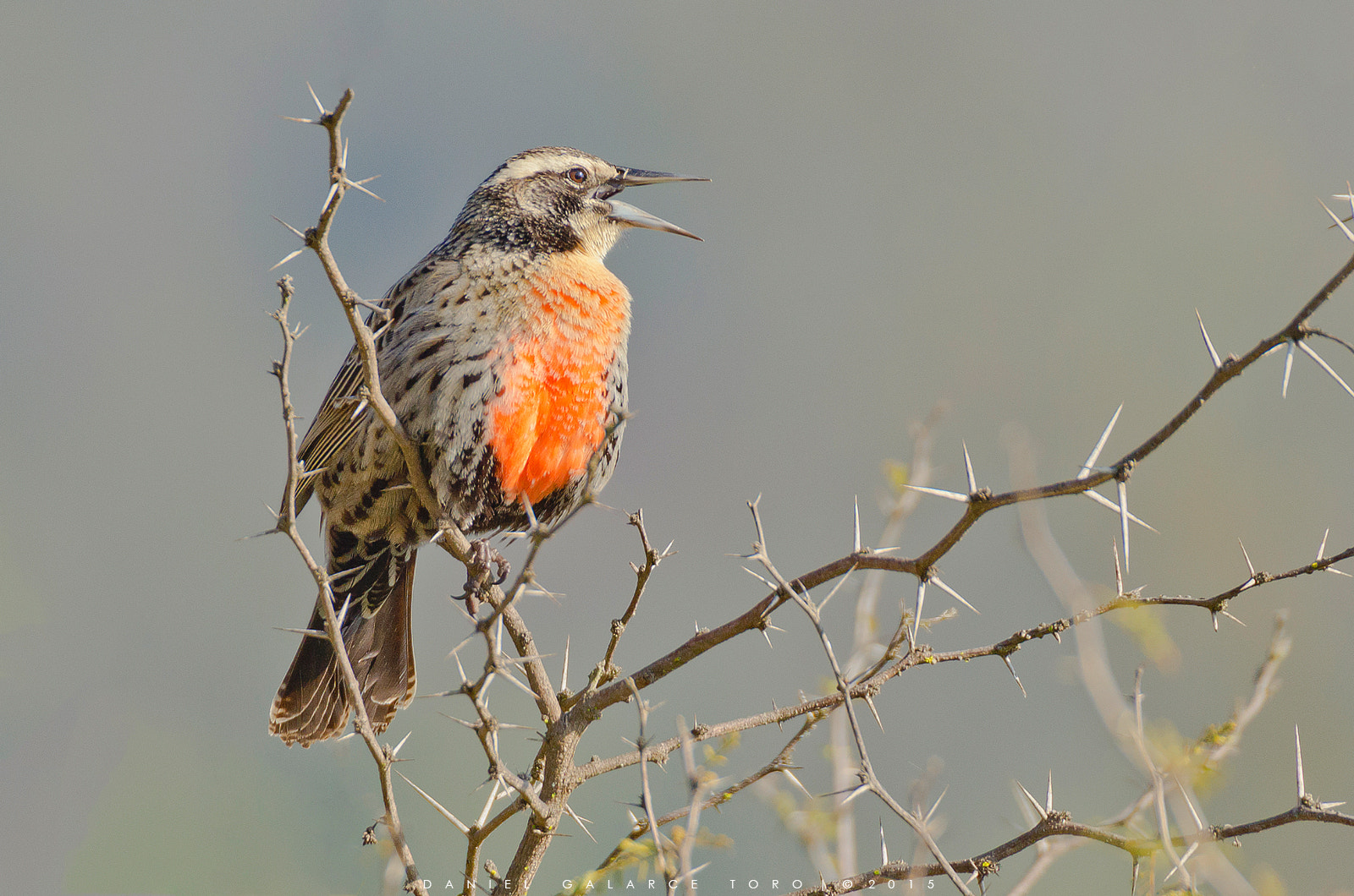 Sigma 50-500mm F4.5-6.3 DG OS HSM sample photo. Loica / long-tailed meadowlark photography