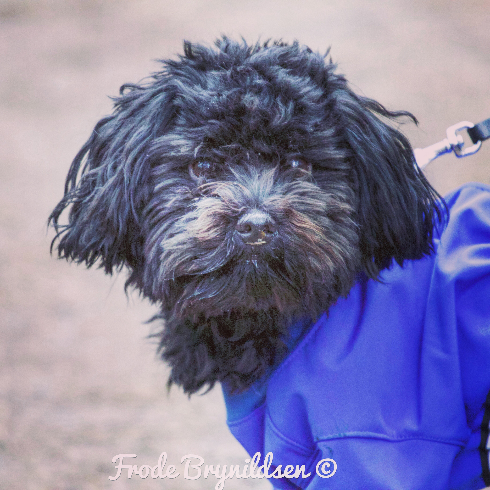 Canon EF 70-200mm F4L USM sample photo. My beutiful dog. photography