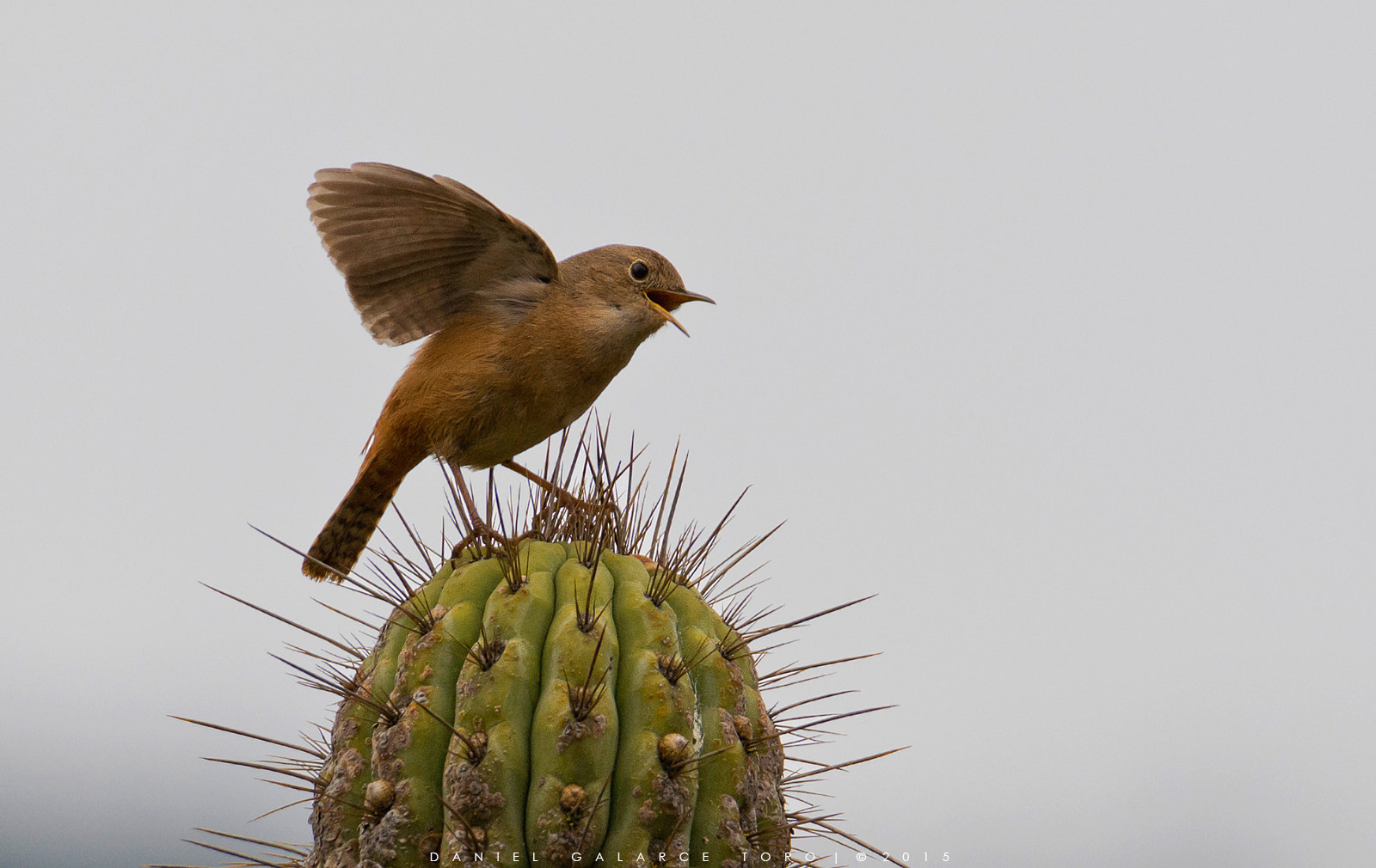 Sigma 50-500mm F4.5-6.3 DG OS HSM sample photo. Chercán / house wren photography