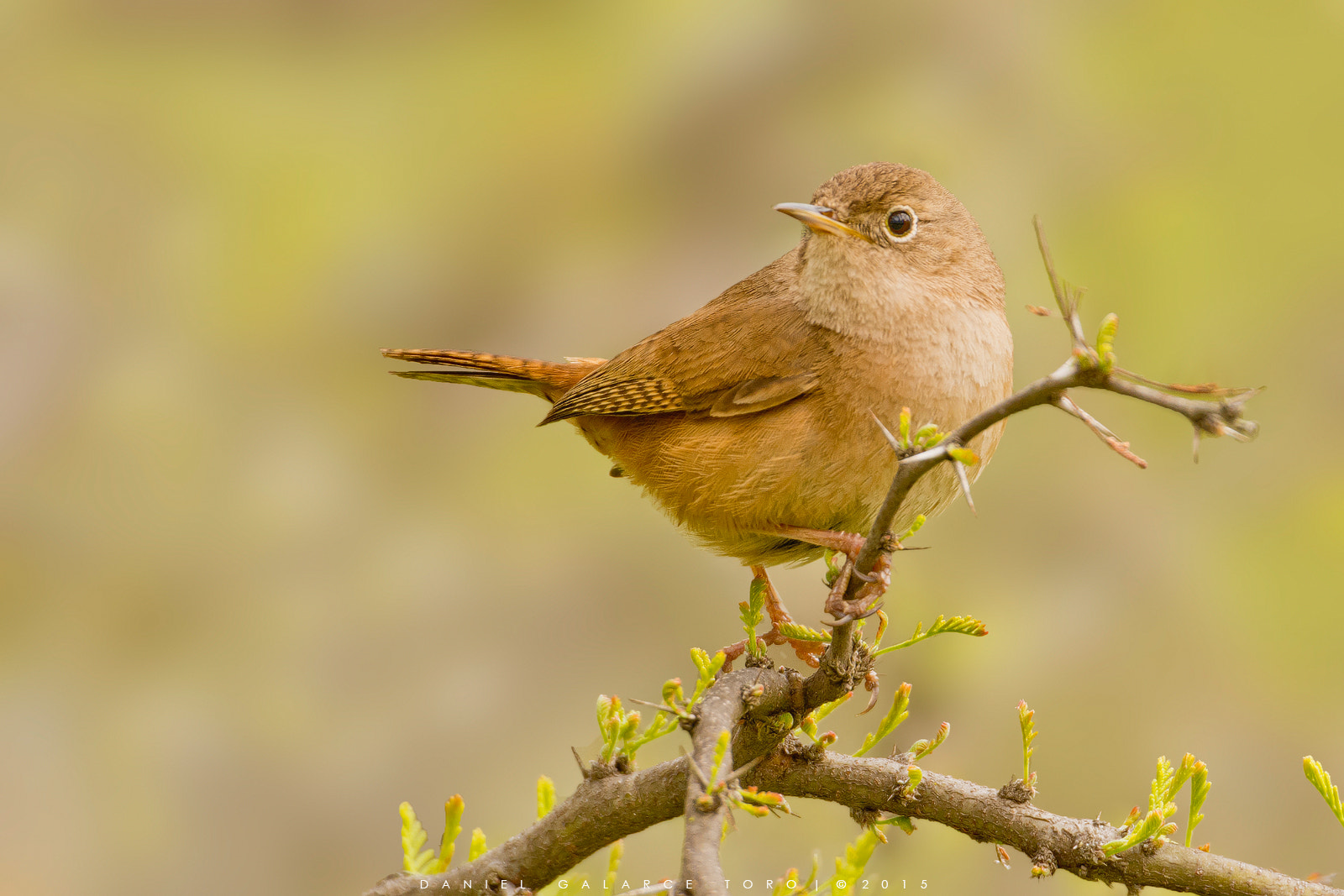 Sigma 50-500mm F4.5-6.3 DG OS HSM sample photo. Chercán / house wren photography